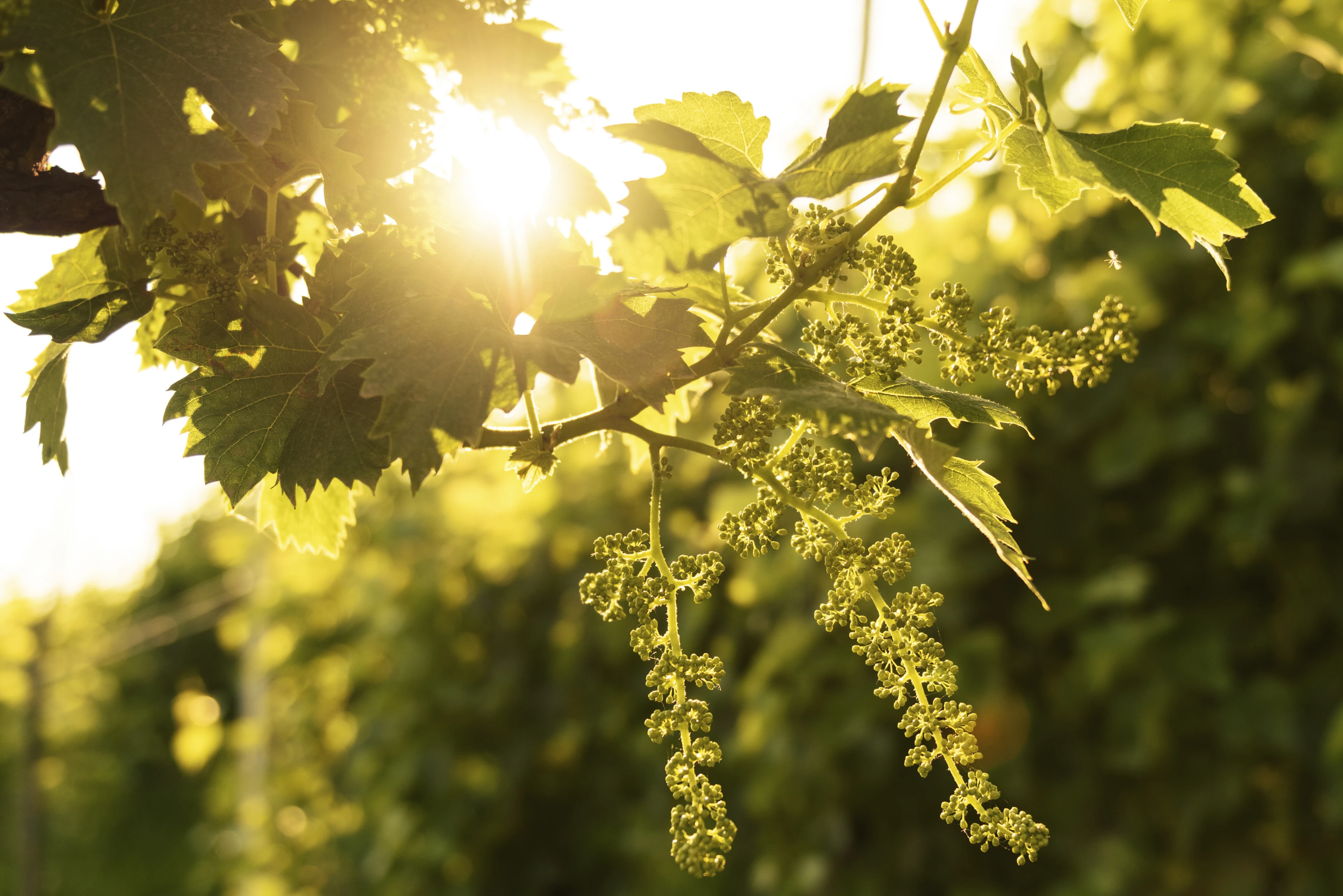 groene planten met zonlicht dat tussen de bladeren schijnt