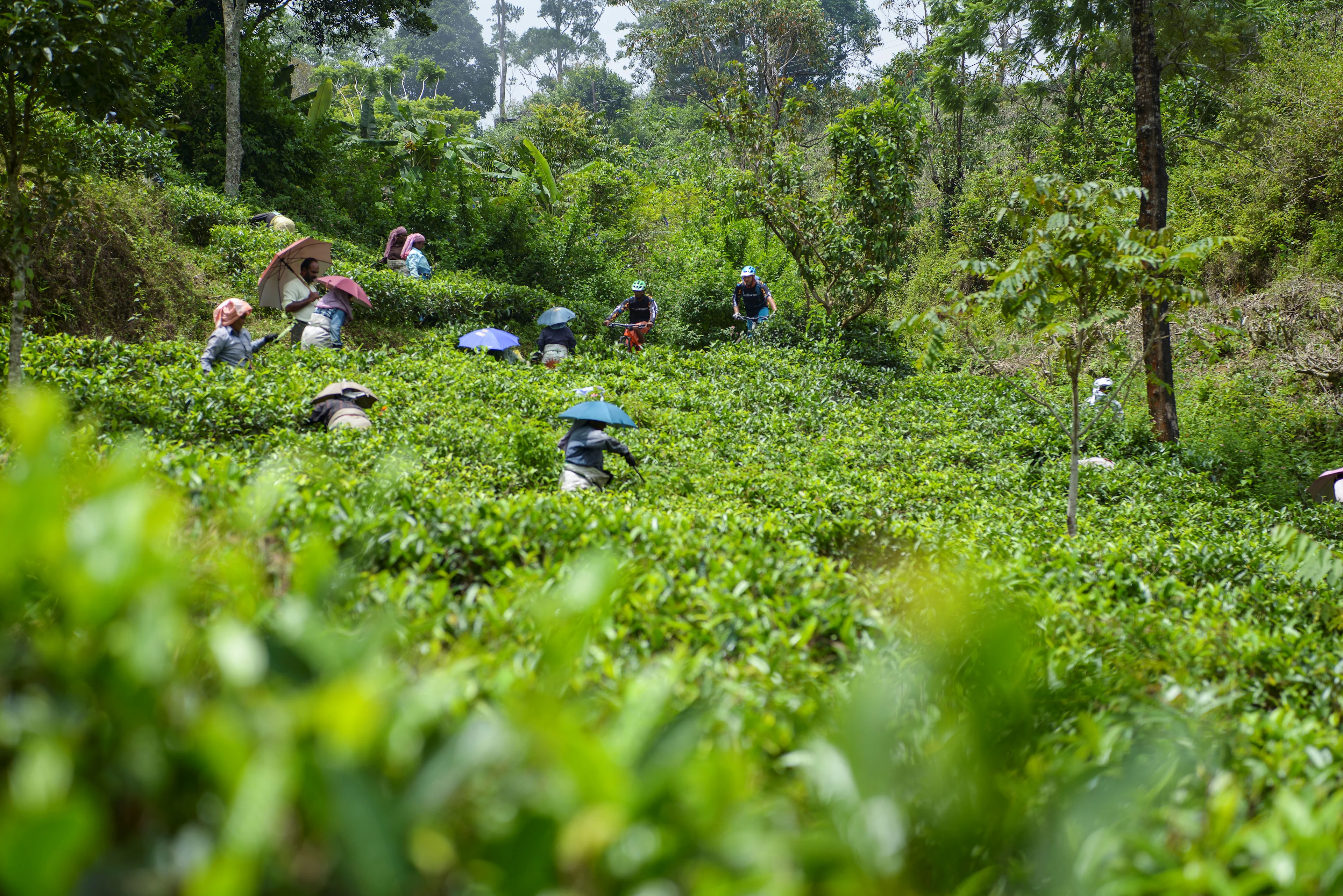 Folk arbejder blandt tætte grønne tebuske i et frodigt, bakket landskab