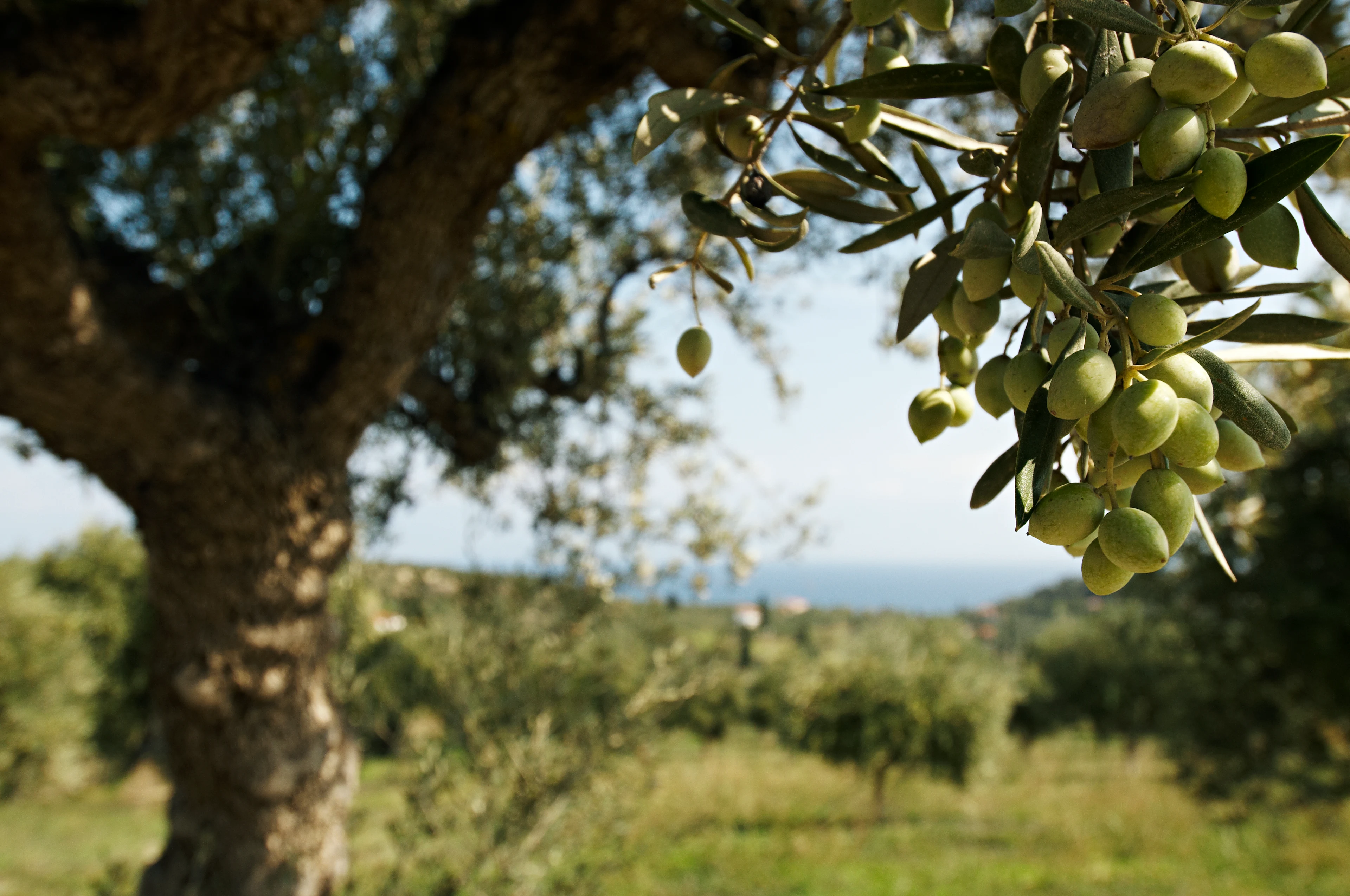 Nærbilde av et oliventre i Kalamata
