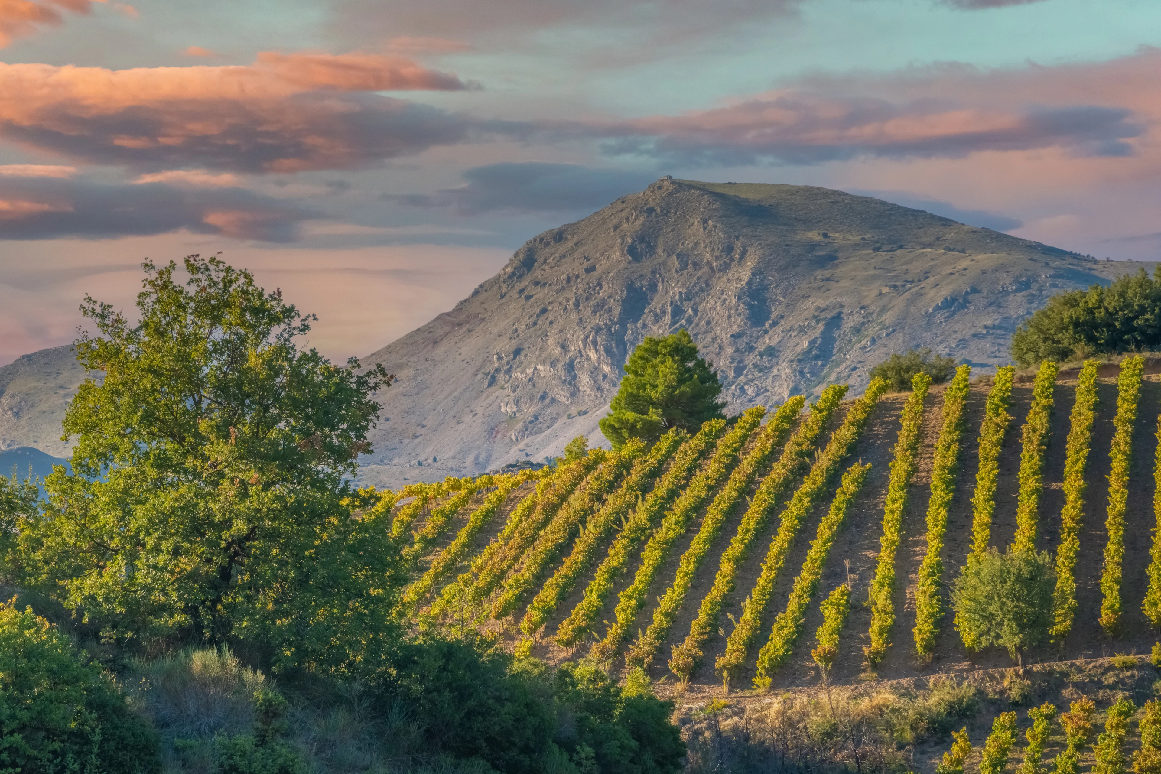 Vackert landskap med vinrankor och berg i Peloponnesos