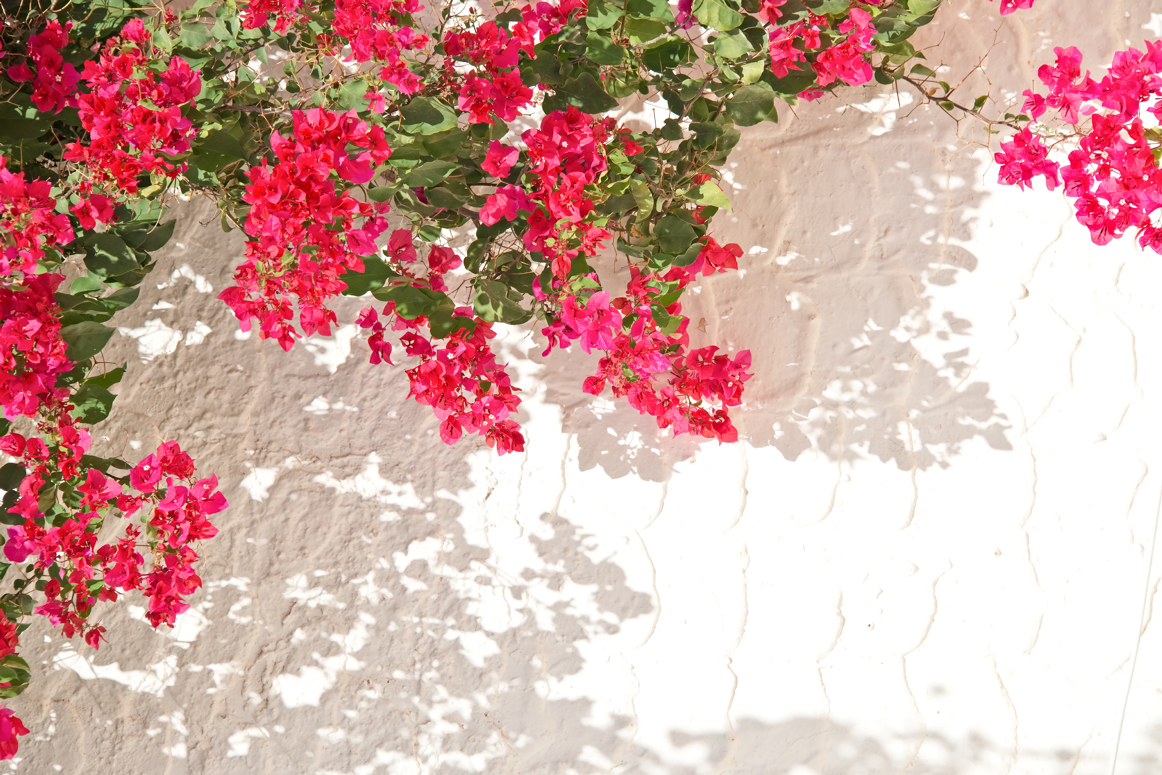 Roze bouganvillea tegen een witgekalkte stenen muur in Griekenland
