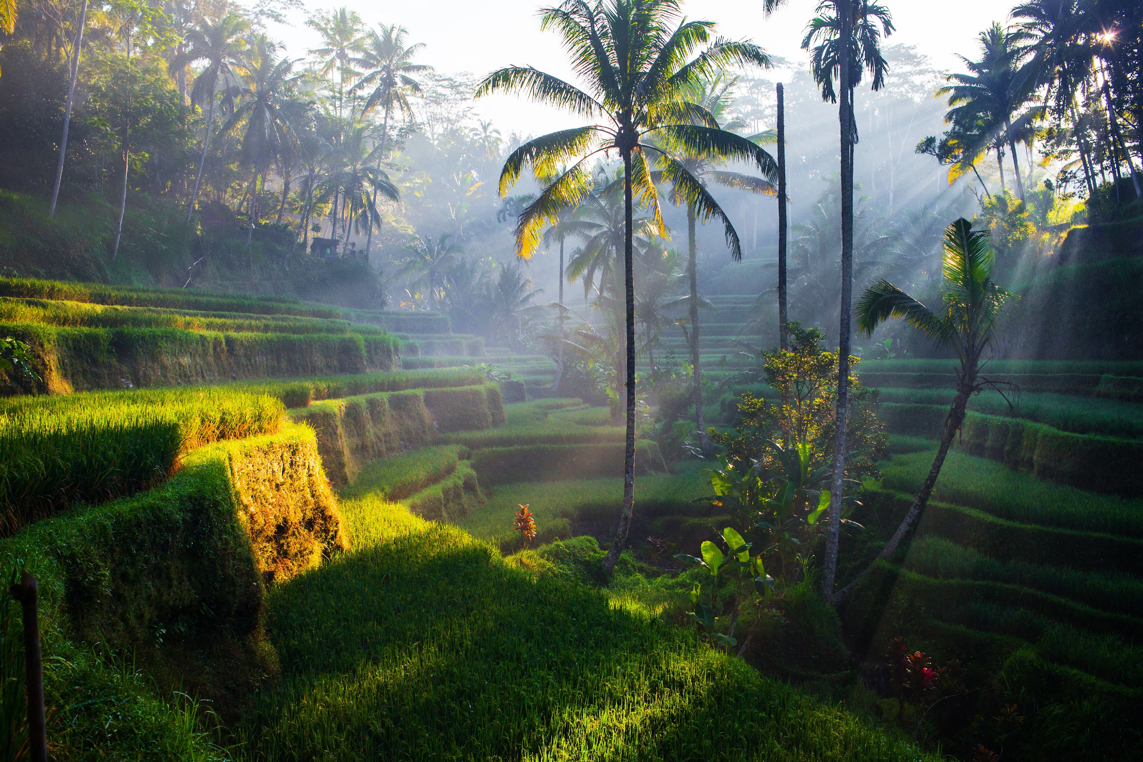 Vacker utsikt i i den grönskande djungeln i Ubud