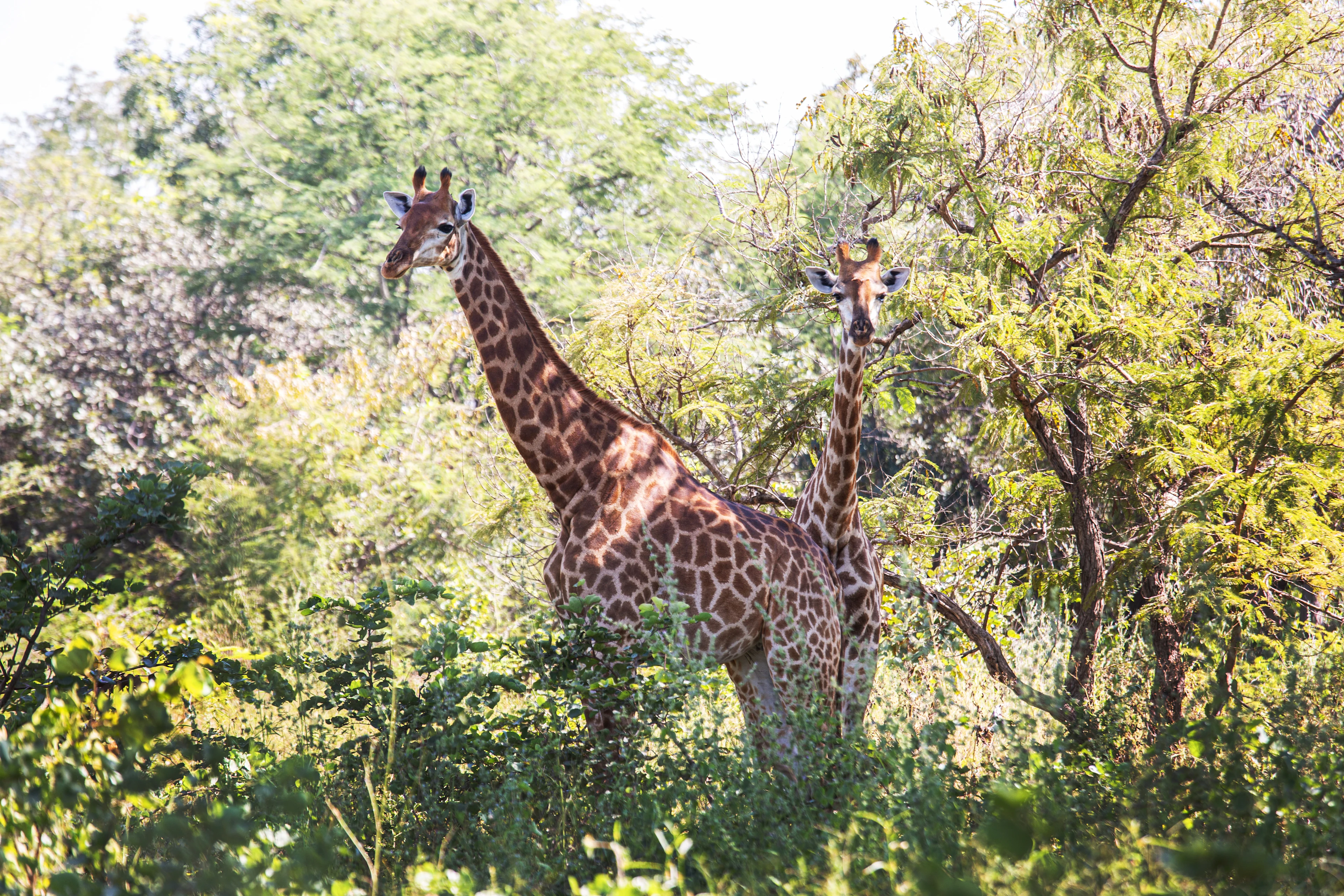 Två giraffer som står bland gröna träd i Fathala, Senegal