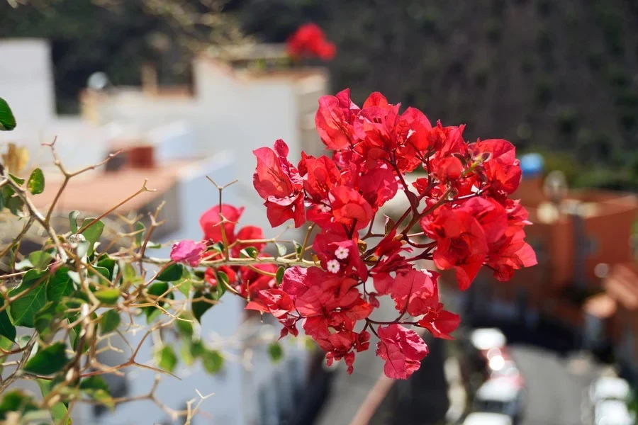 Bloemen op La Gomera