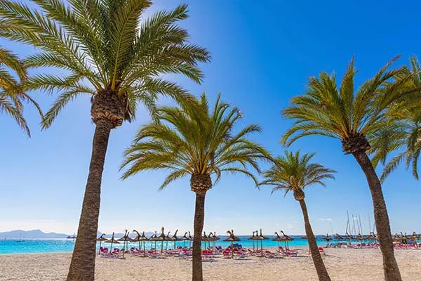 Strand met palmbomen