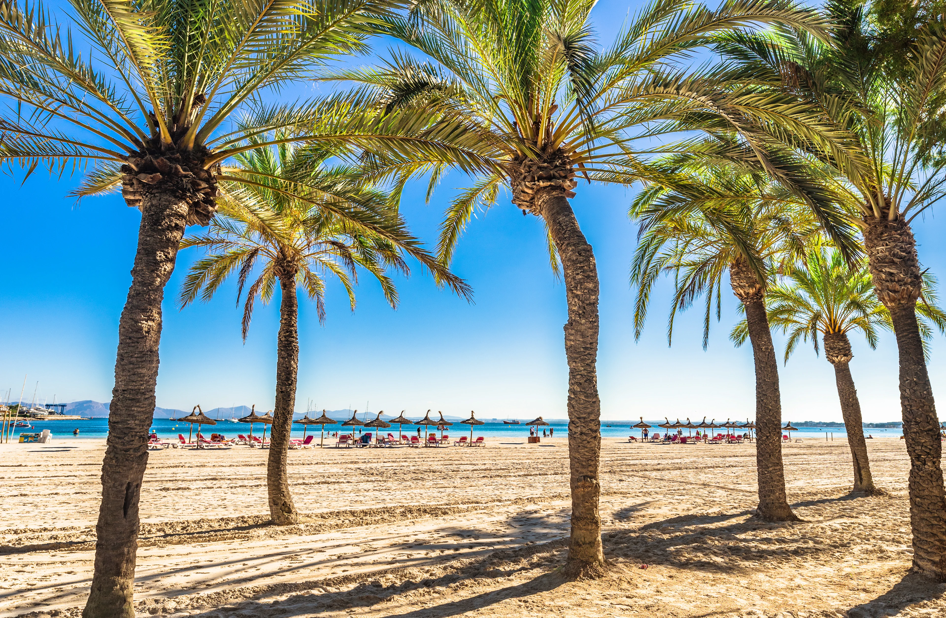 Den breda palmkantade sandstranden i Alcúdia på Mallorcas nordkust.
