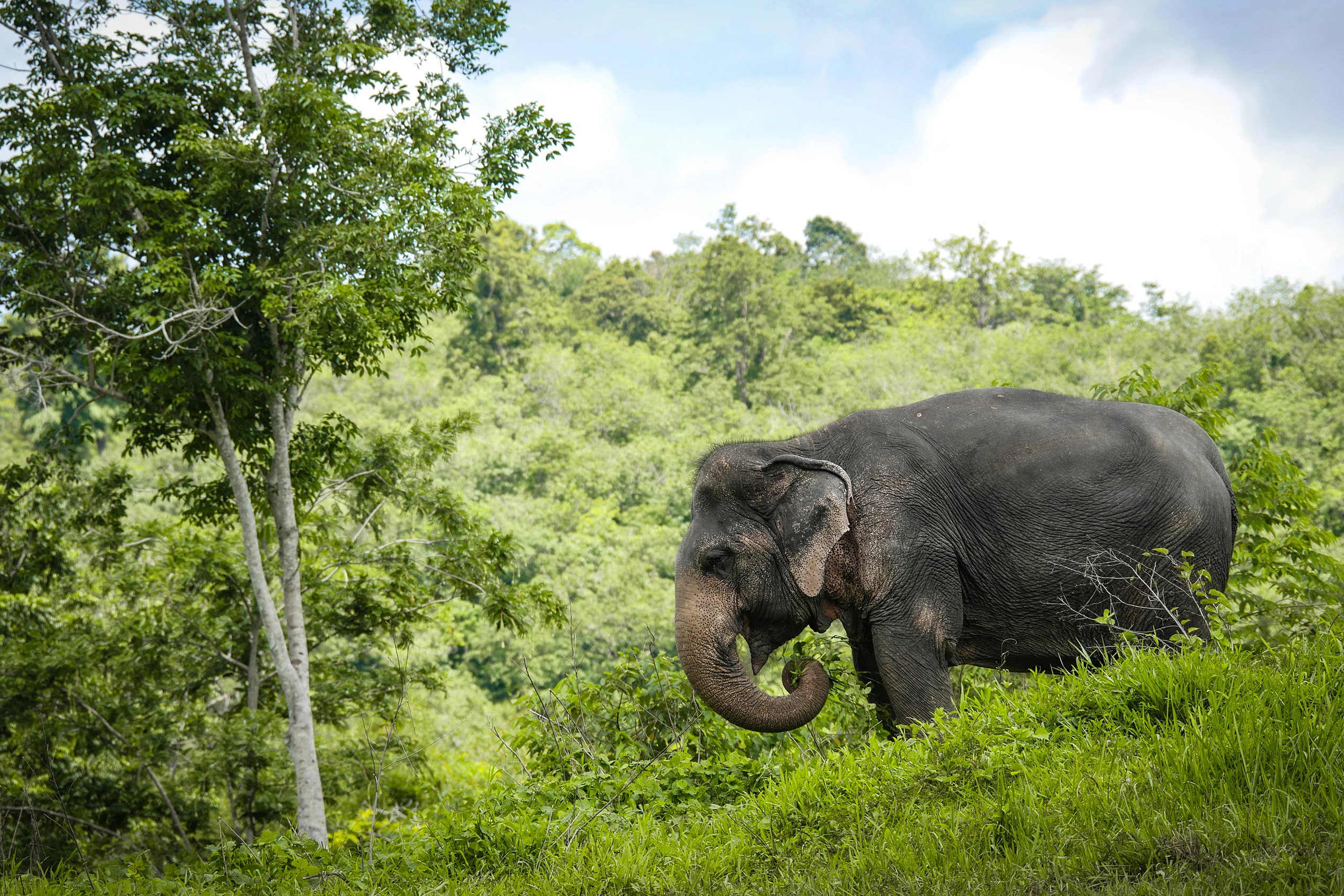 En elefant som betar i Thailand