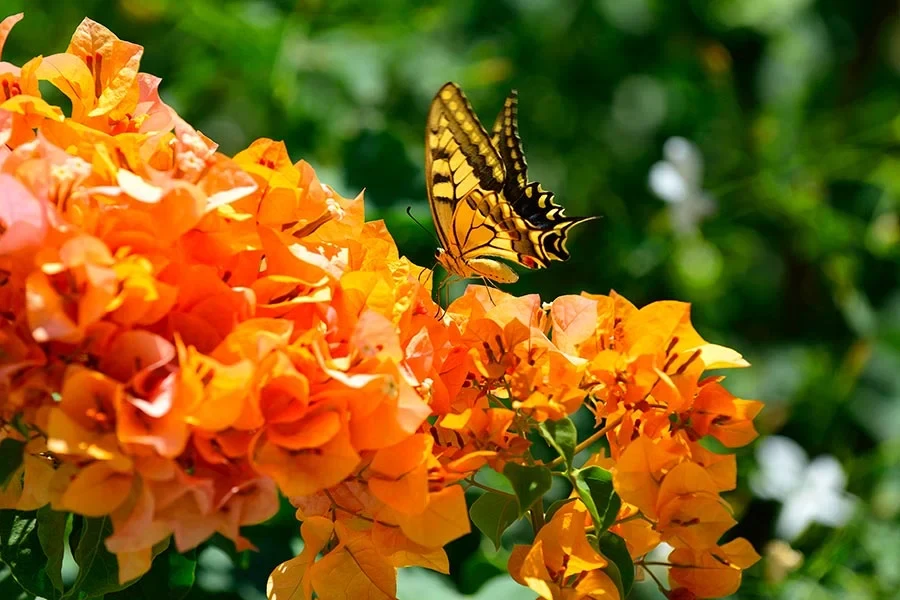 Tuin op Kreta
