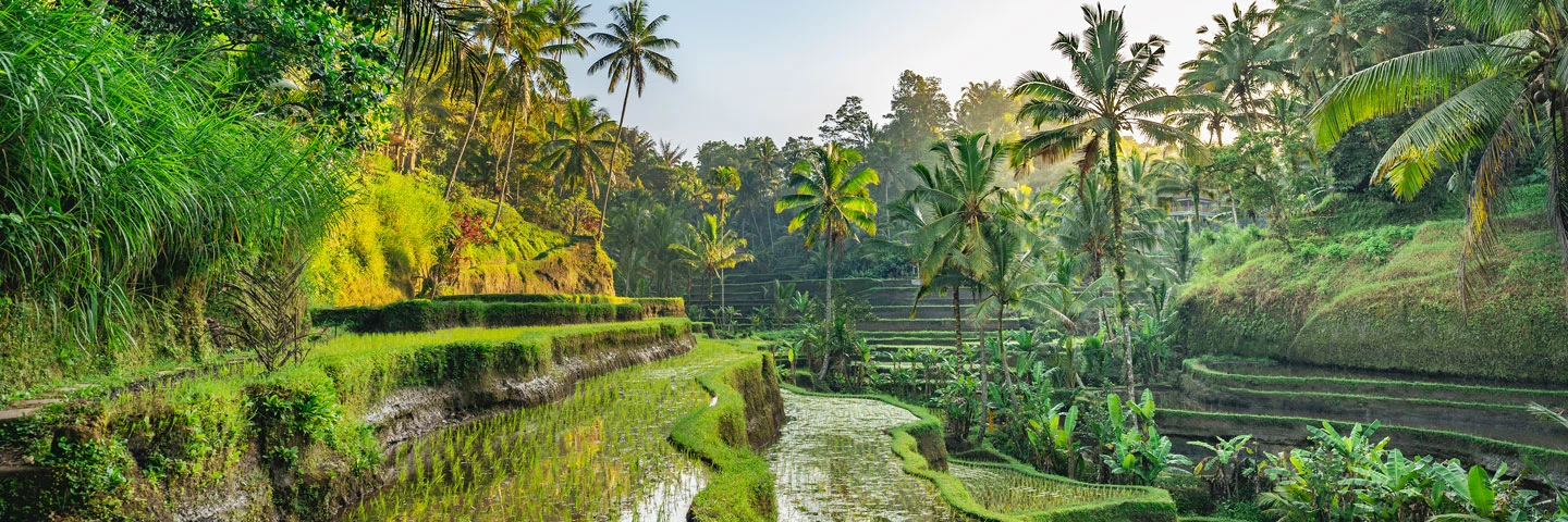 Vakre omgivelser i Ubud, Bali