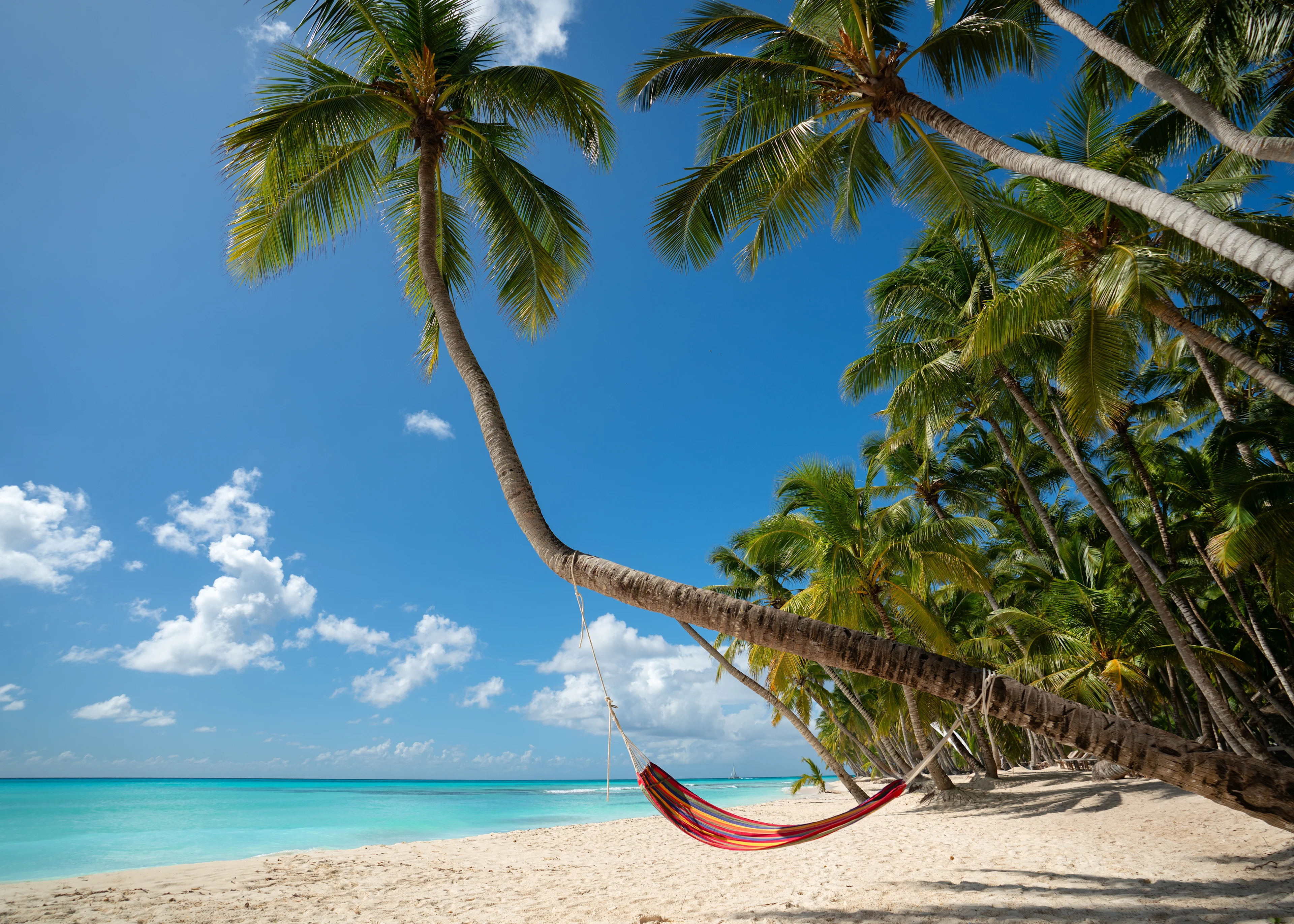Hängmatta mellan palmer på en tropisk strand i Dominikanska republiken.