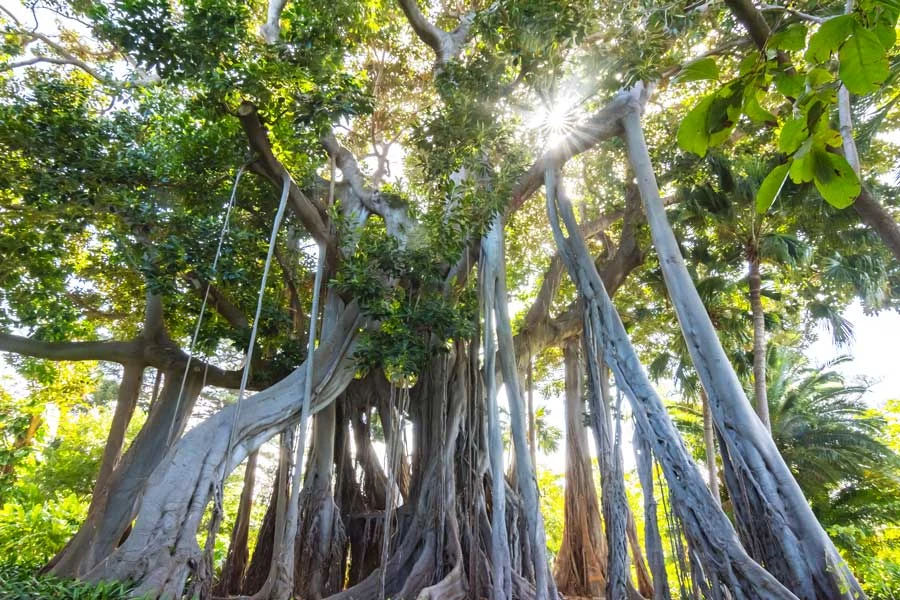 Vijgenbomen in de botanische tuin van Puerto de la Cruz
