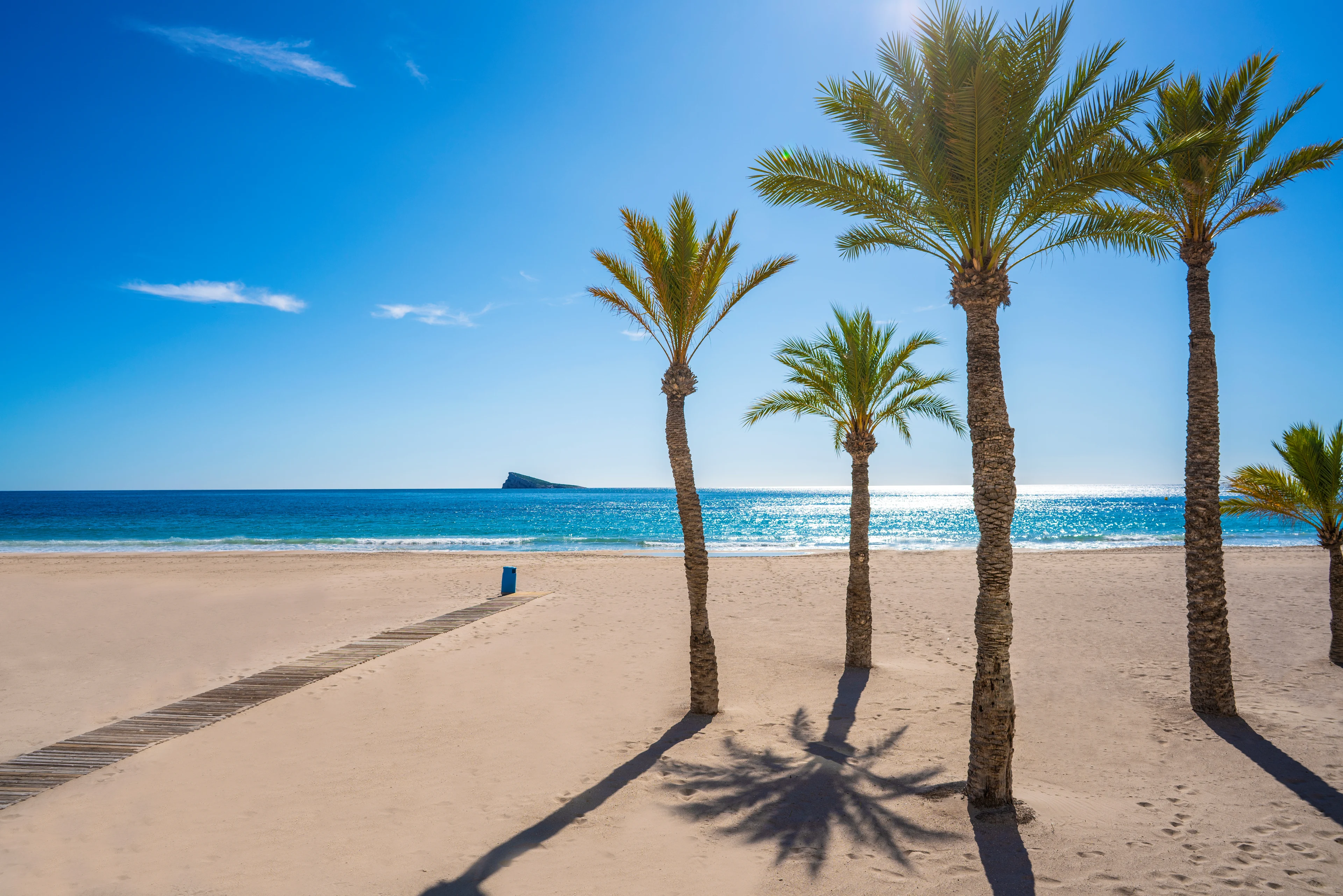 Palmar och vit sant på stranden Playa de Levante i Benidorm