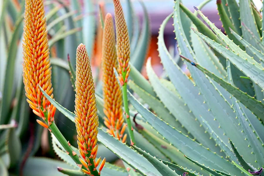 Köp med dig aloe vera hem från Lanzarote