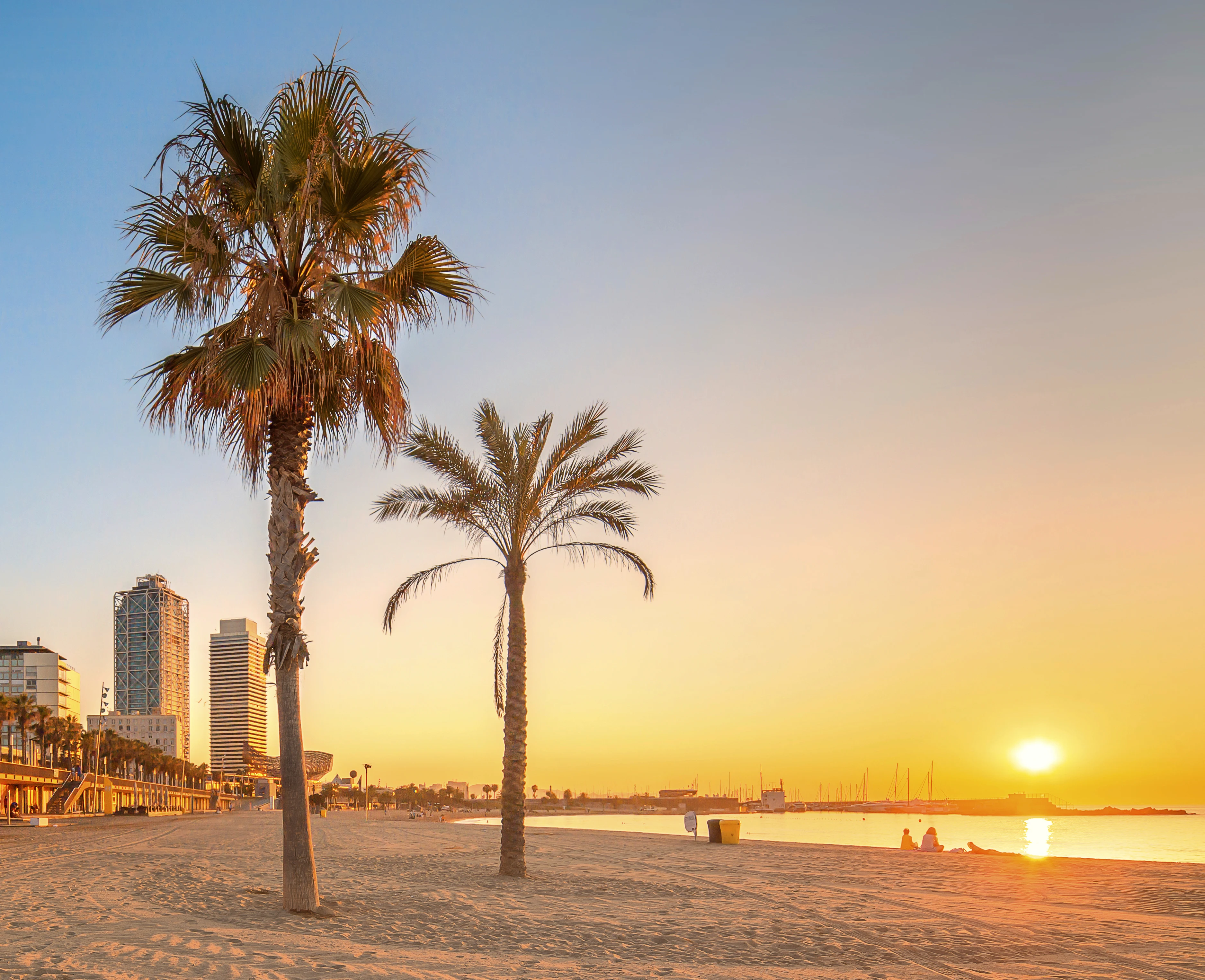 Palmer på stranden i Barcelona vid solnedgång över Medelhavet.