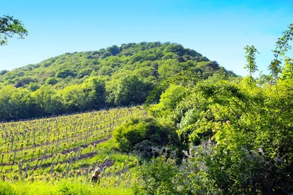 Skov
