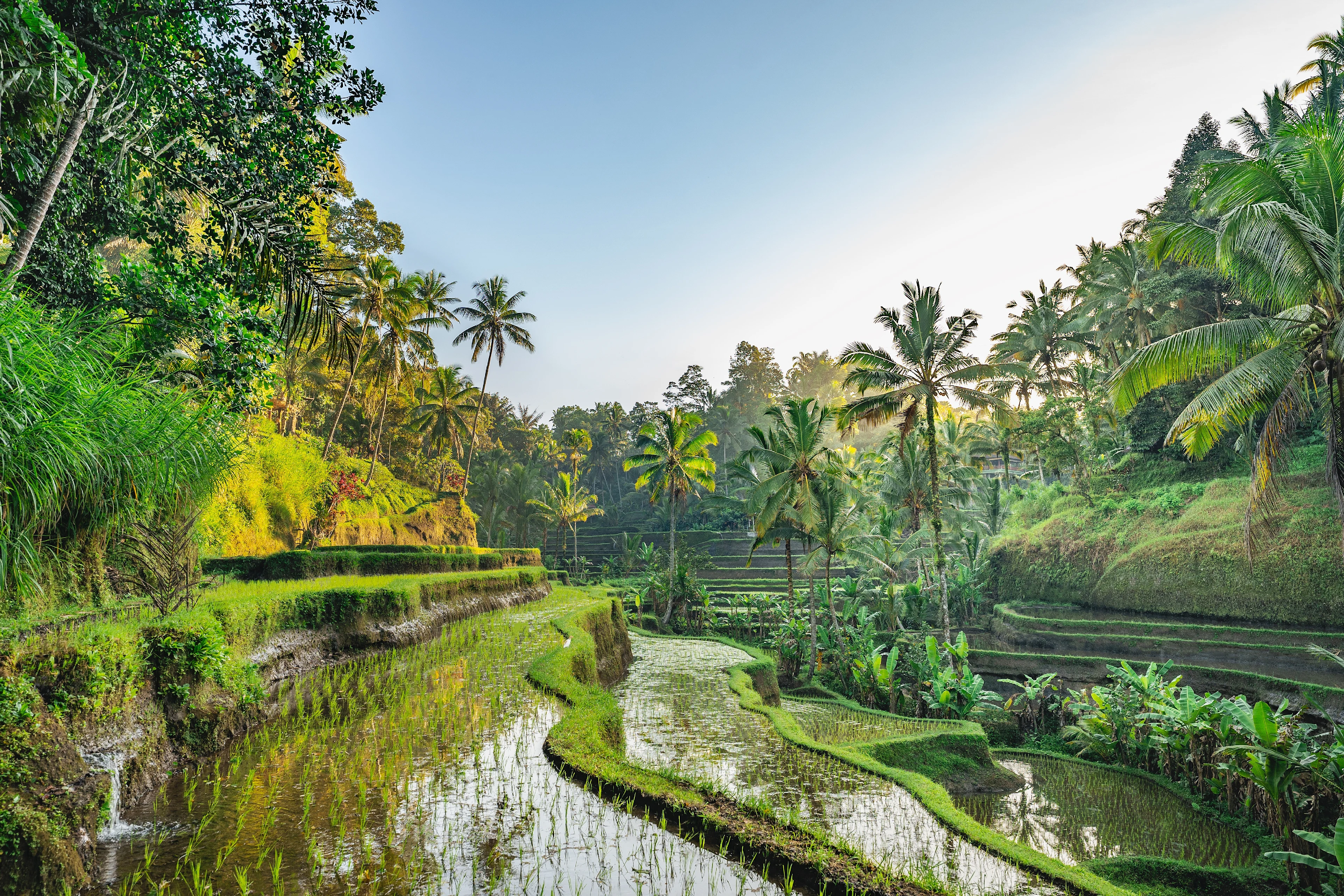 Grönskande djungel i Ubud, Bali