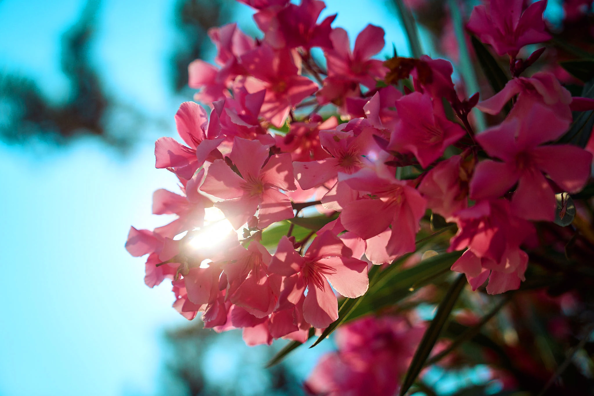 Bougainvillea nærbillede