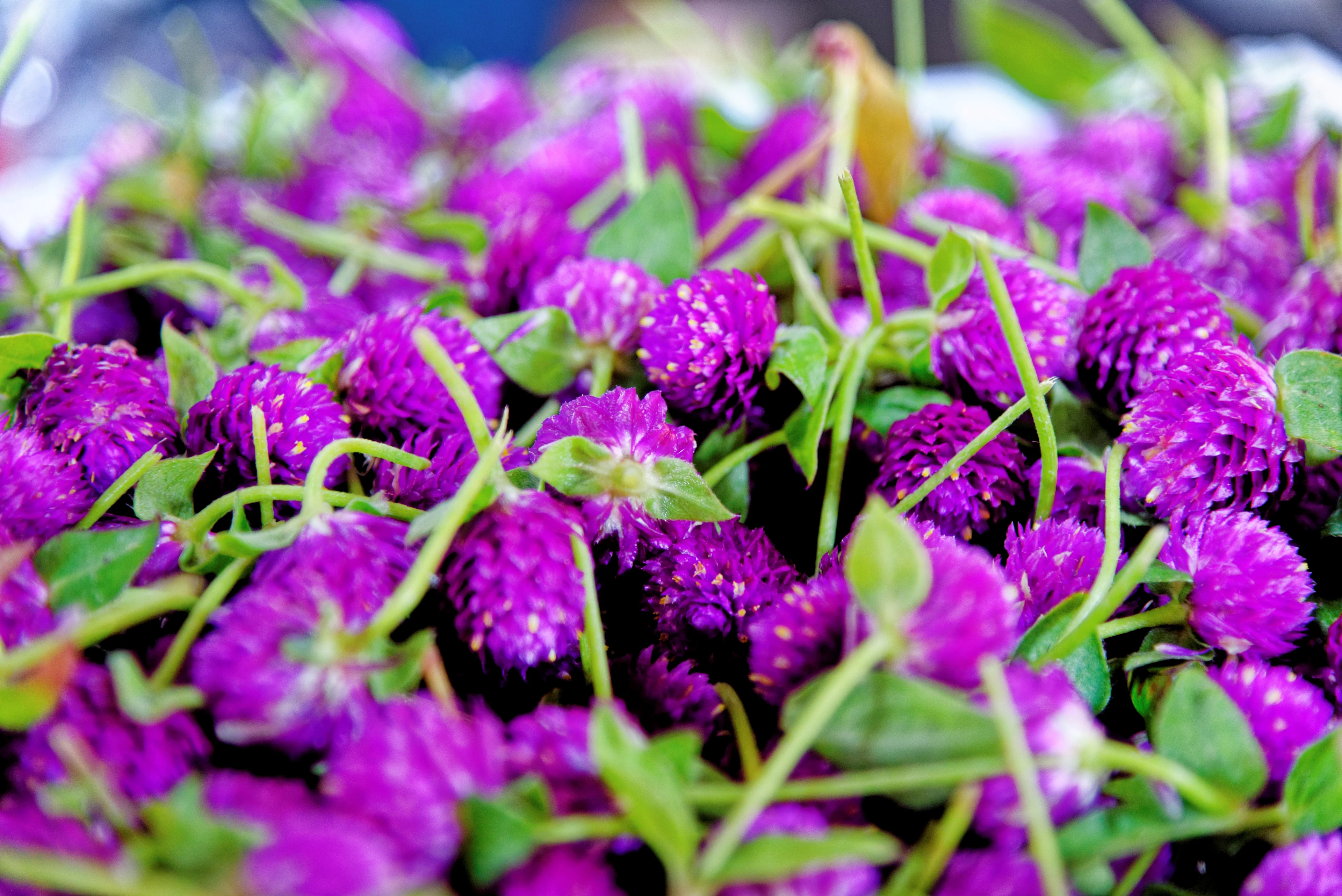 Blomster på blomstermarkedet i Bangkok