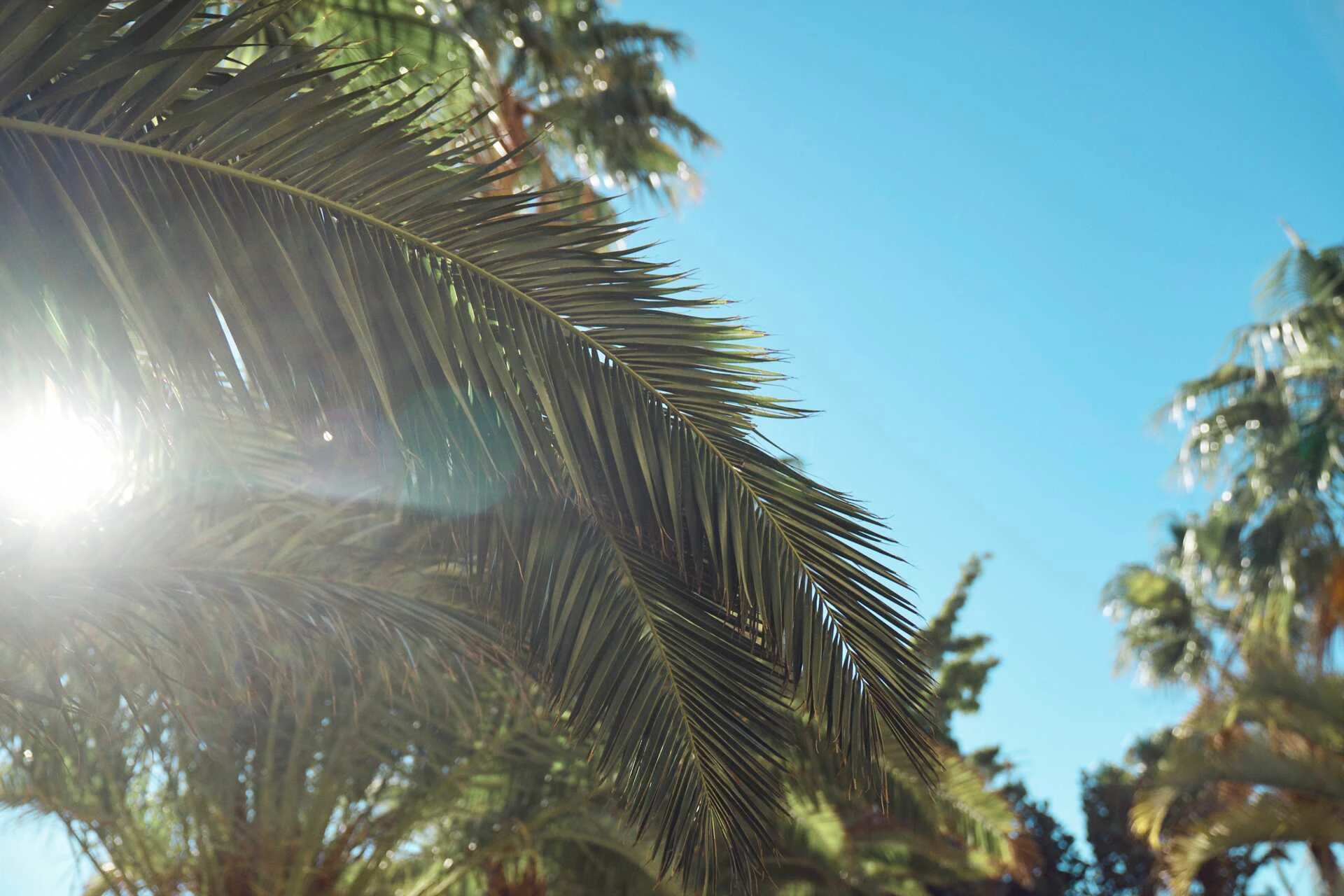 Palm