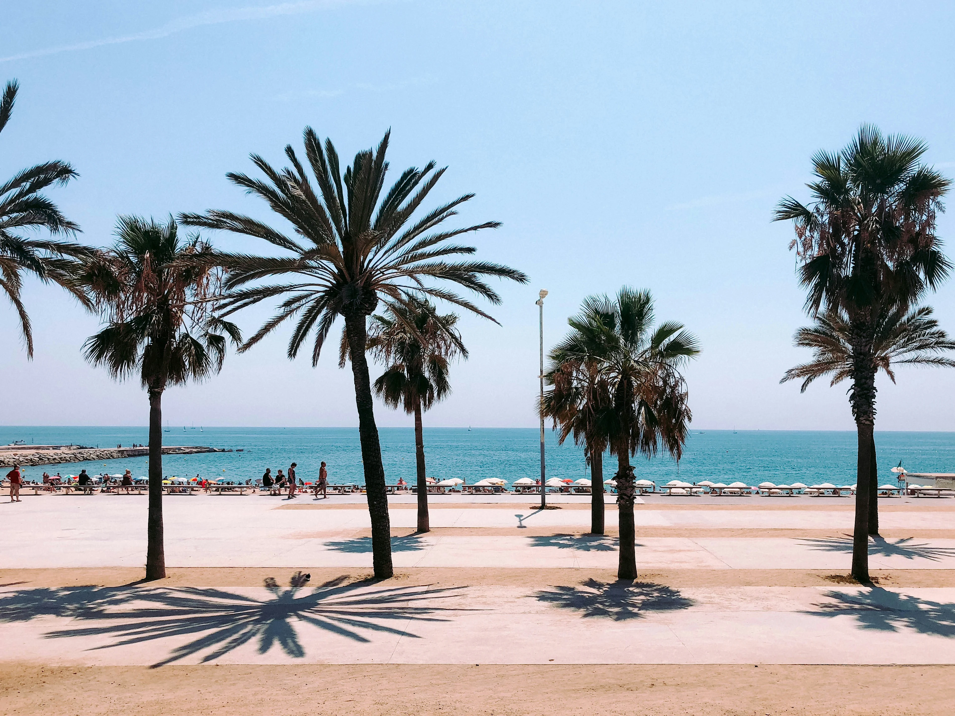 Strand med palmträd i Barcelona