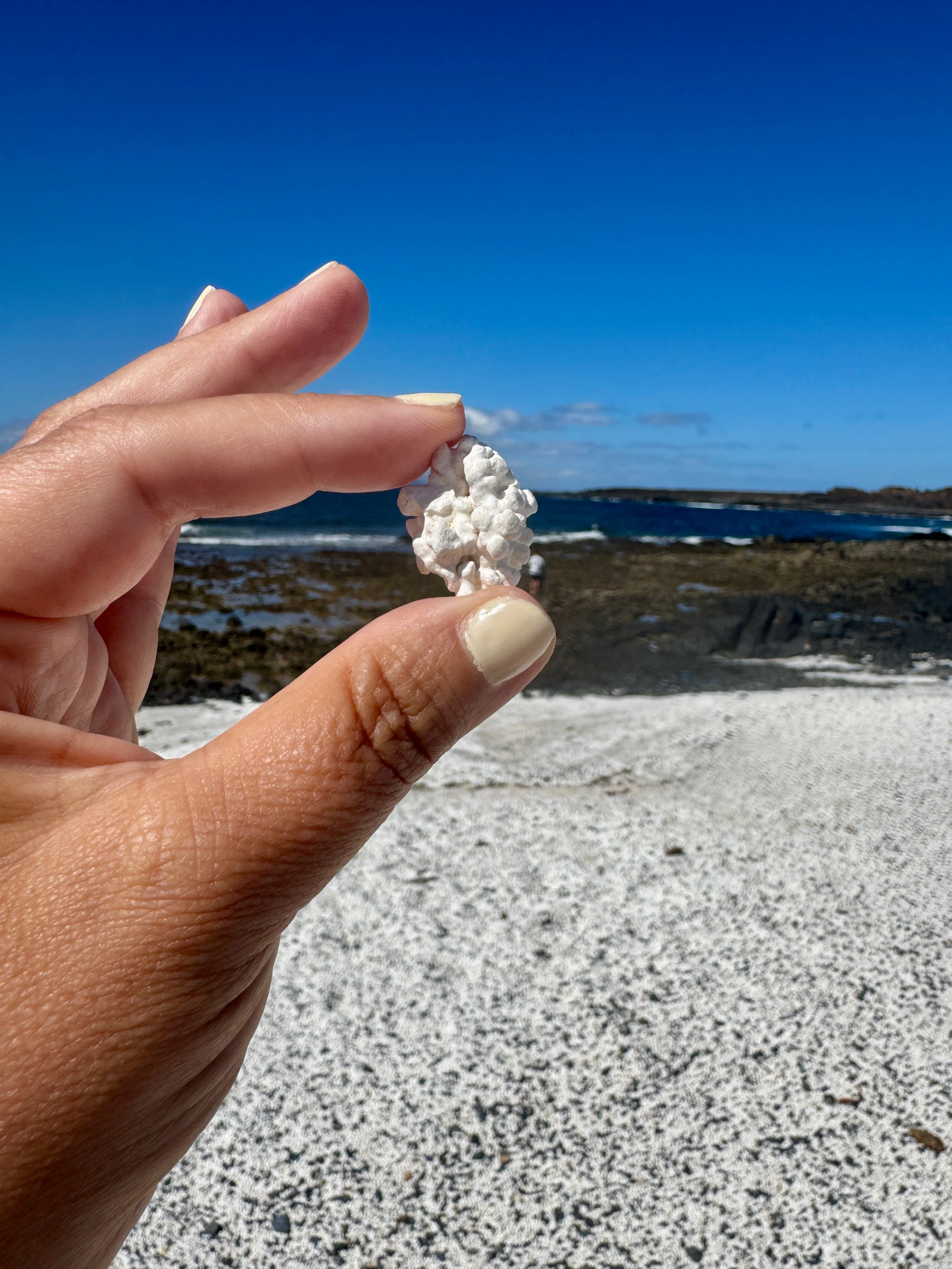 Korall på Popcorn beach
