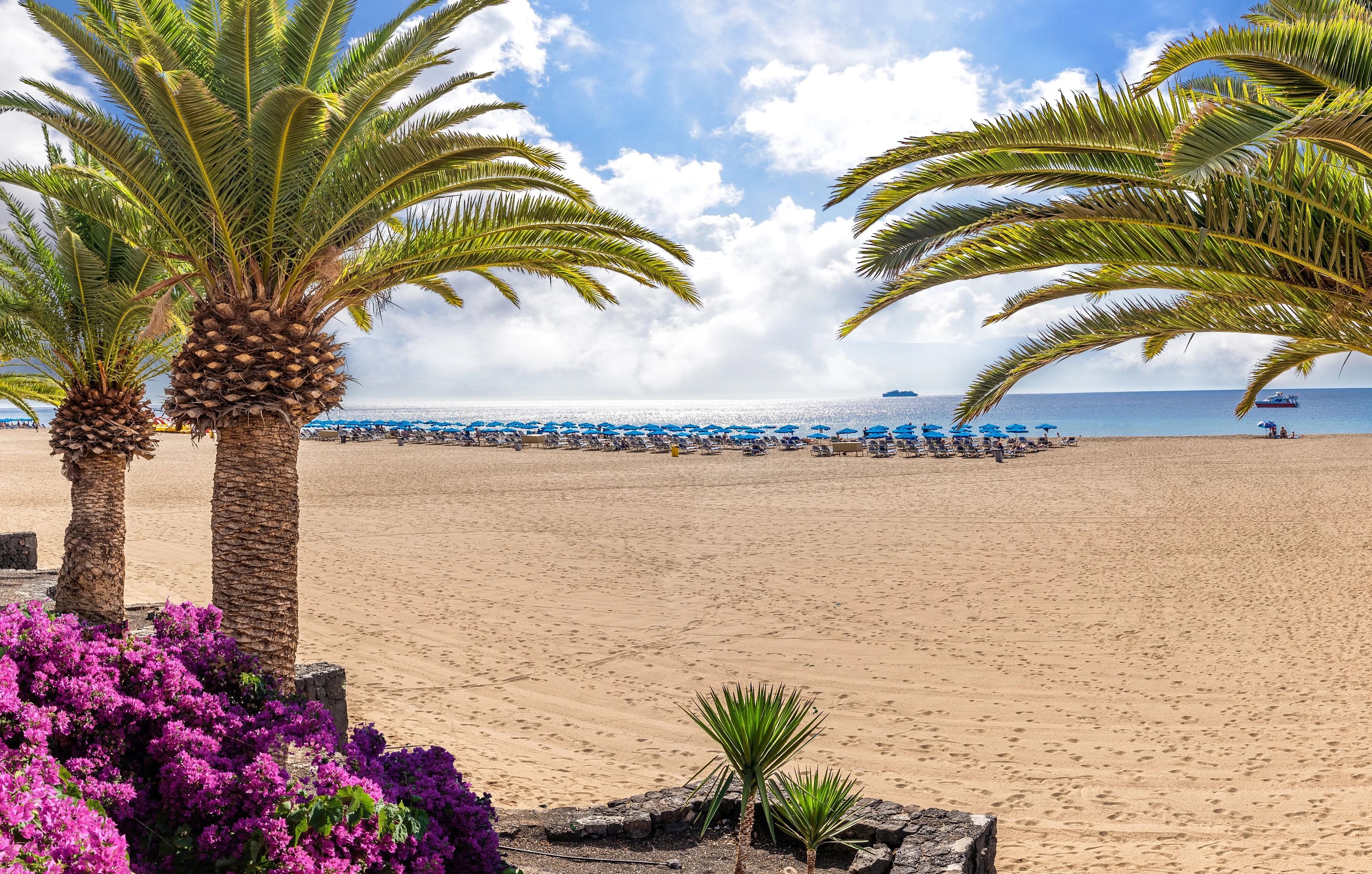 Sandstrand vid Playa del Carmen på Lanzarote omgiven av palmer