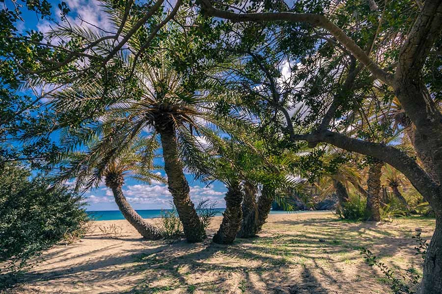 Stranden Vai på Kreta