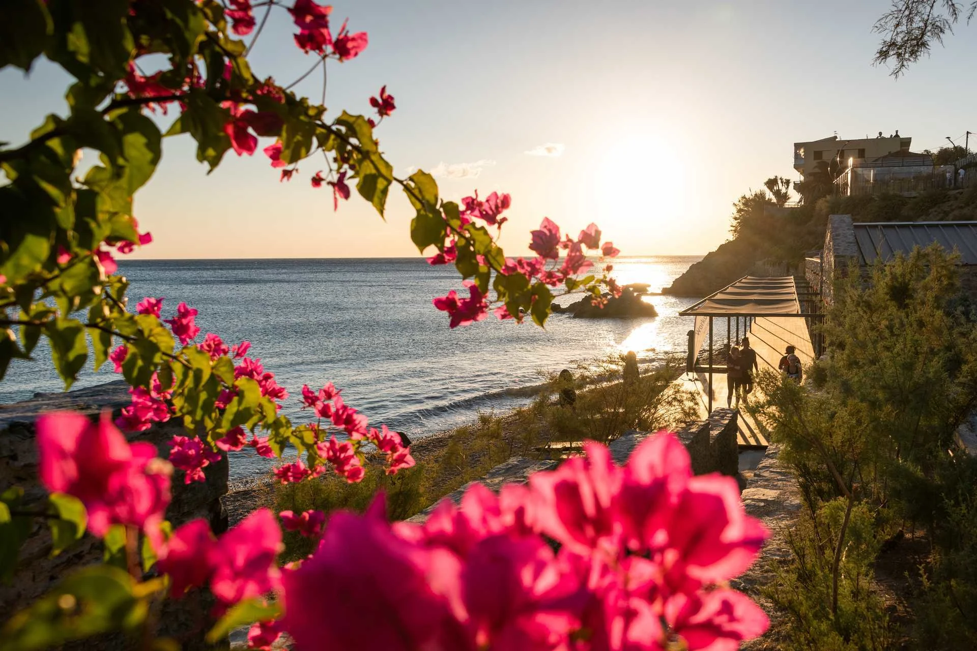 Rosa blommor med havet i bakgrunden