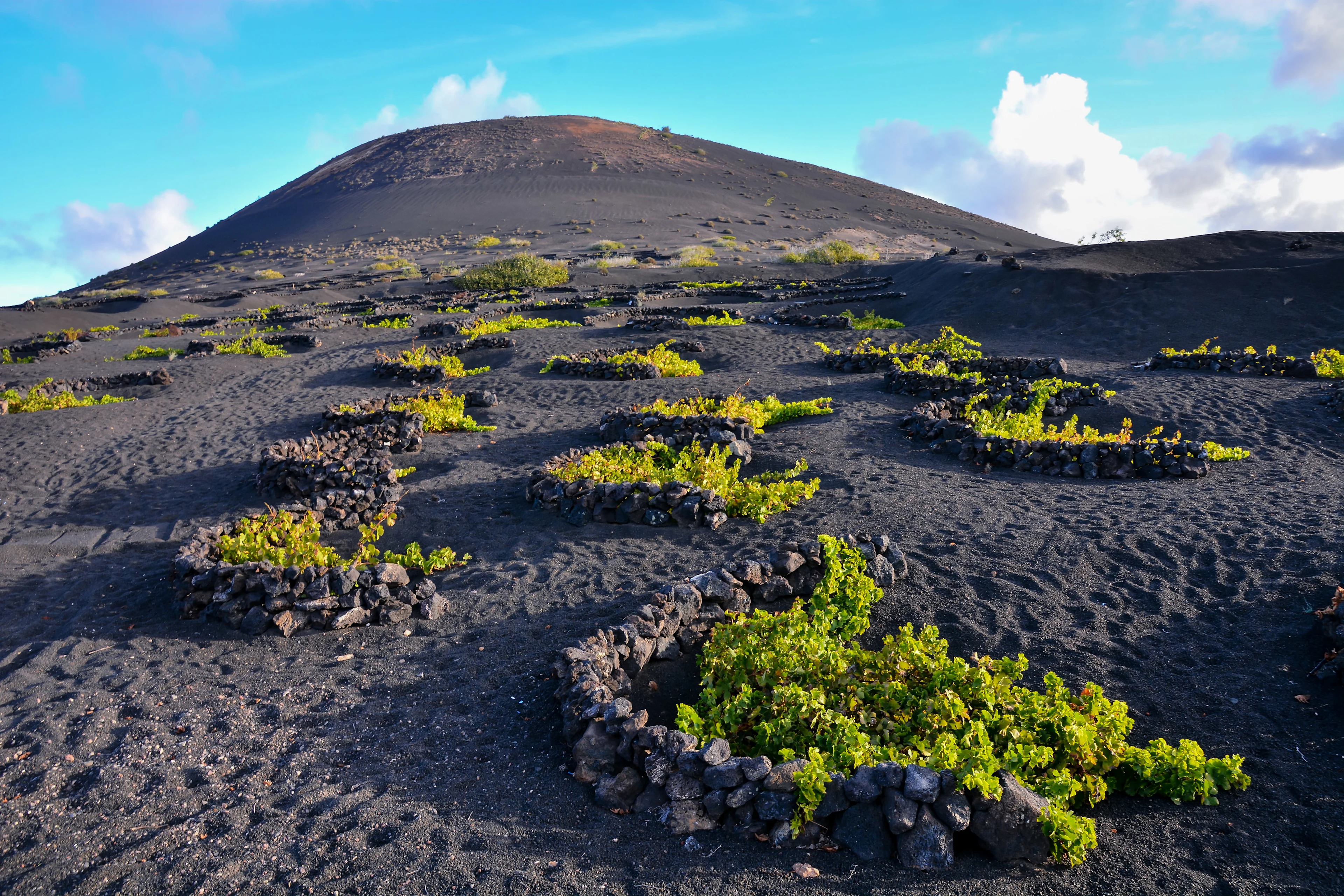 Vinrankor i La Geria på Lanzarote, planterade i gropar av svart vulkanjord och skyddade av halvcirkelformade stenmurar.