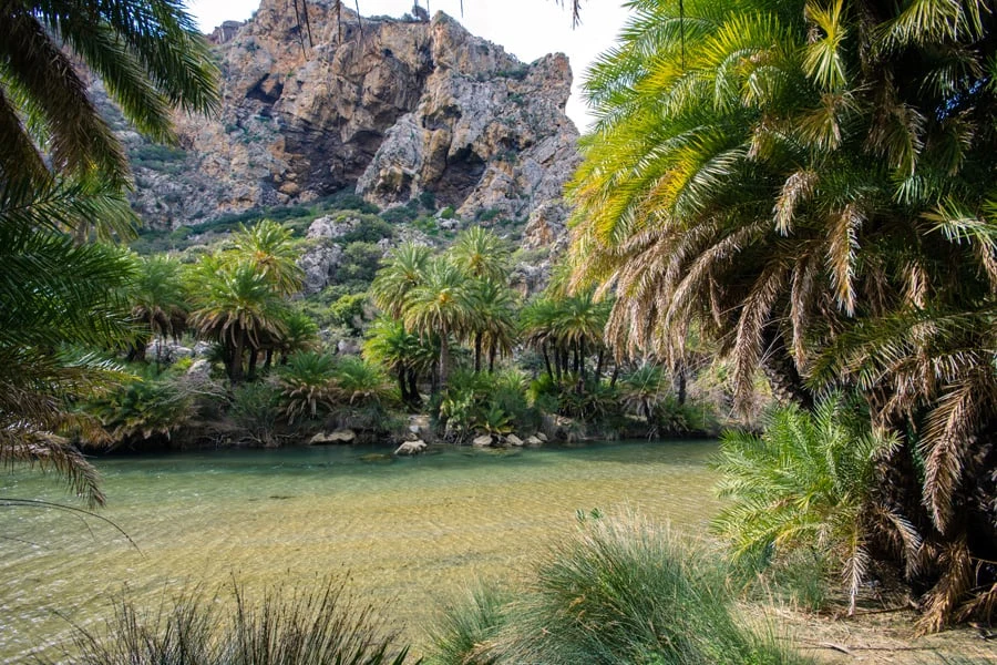Palmeskogen til Preveli