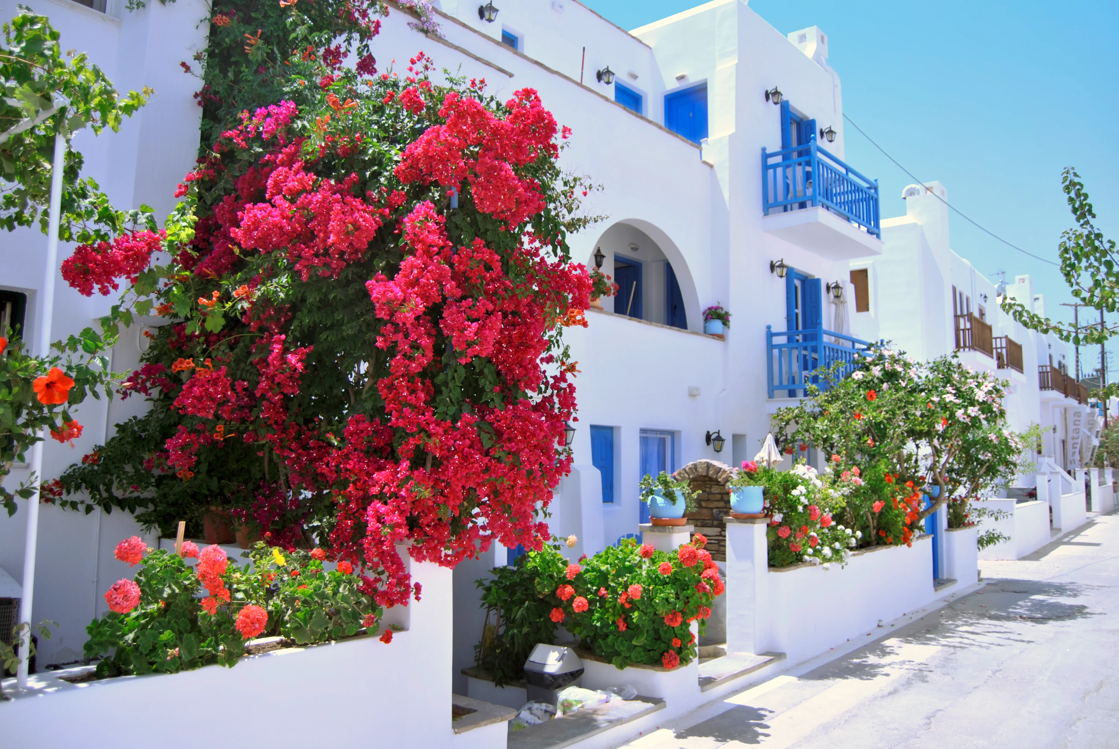 Vitkalkade hus med blå dörrar och rosa blommor som slingrar sig längs fasaden på Naxos