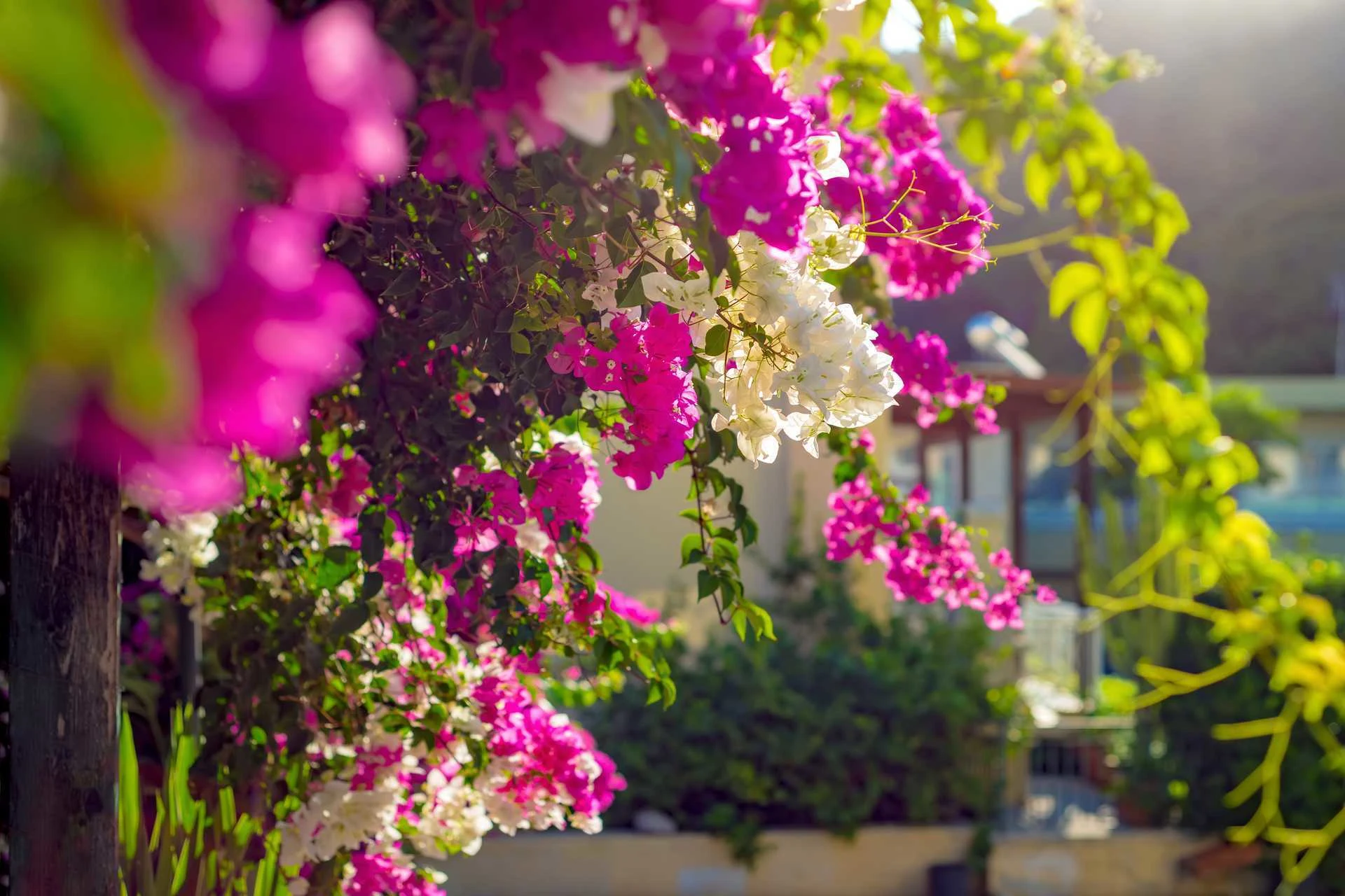 Blomster med solen i bakgrunnen