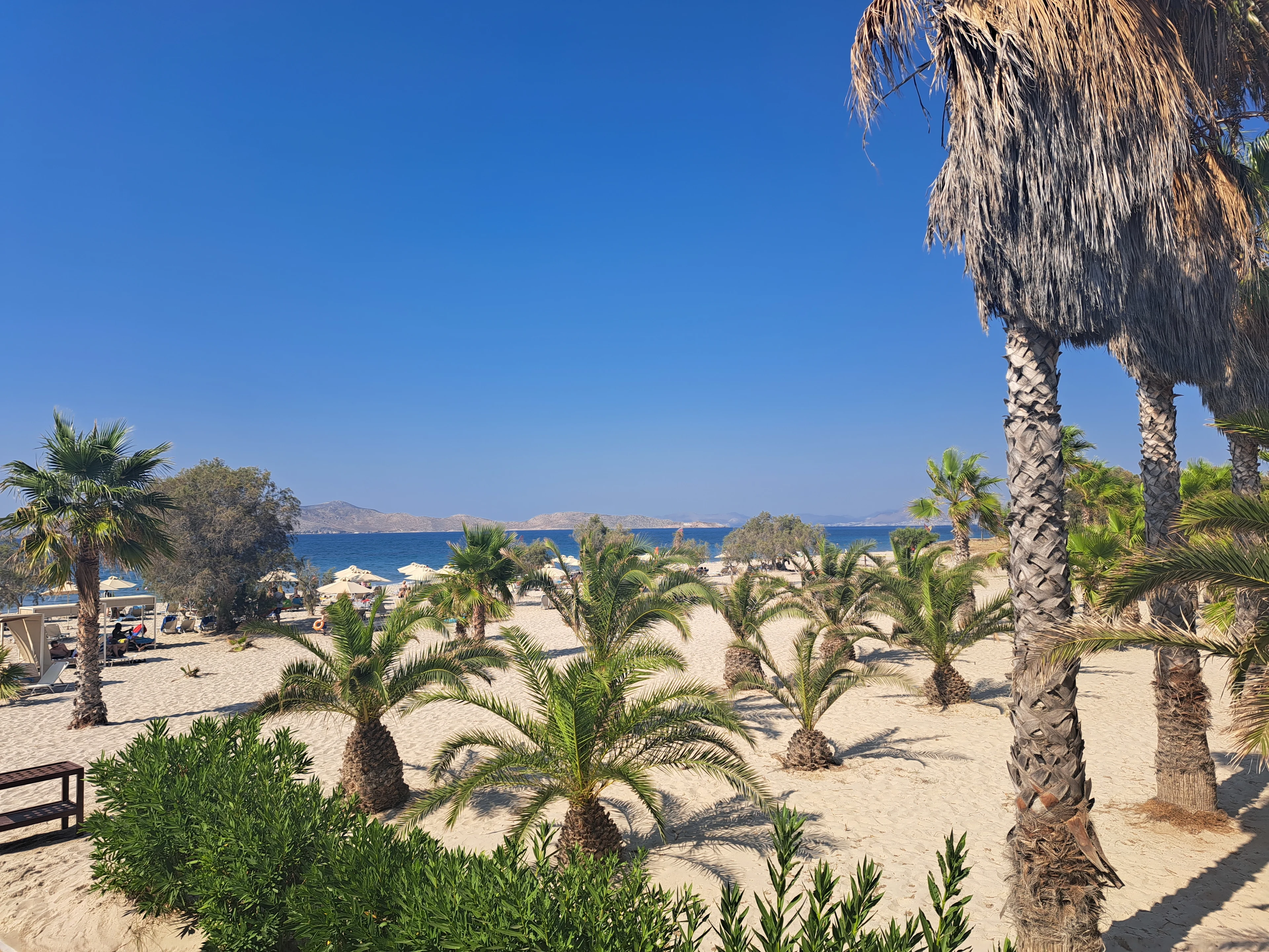 Palmer på Marmaristranden på Kos