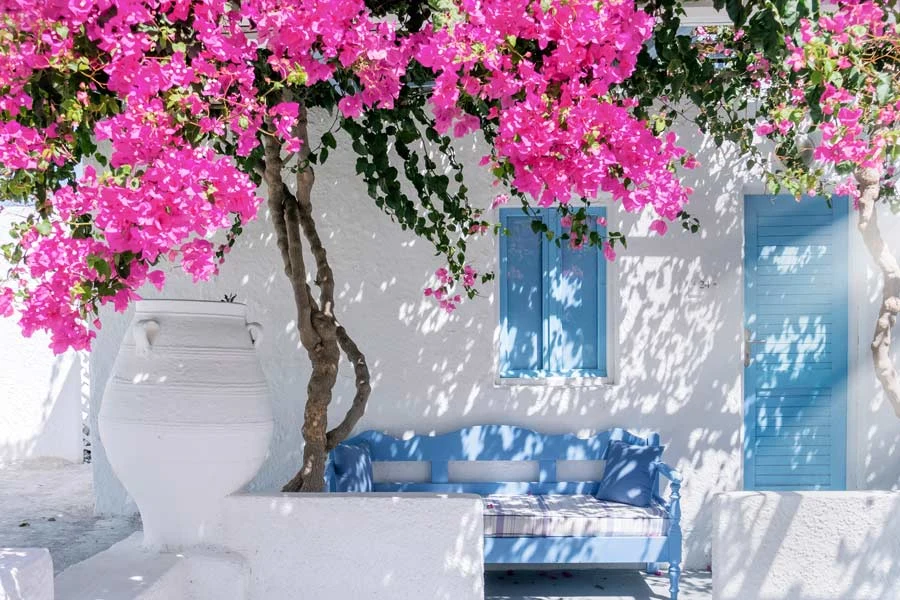 blomma santorini