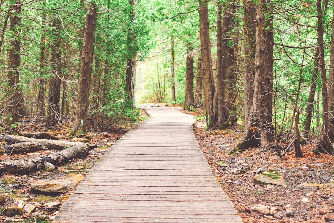 Woodsy path