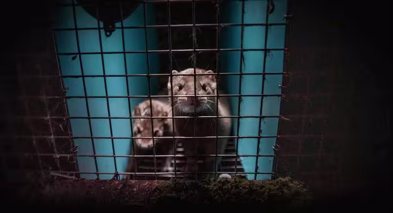 Two minks in a cage
