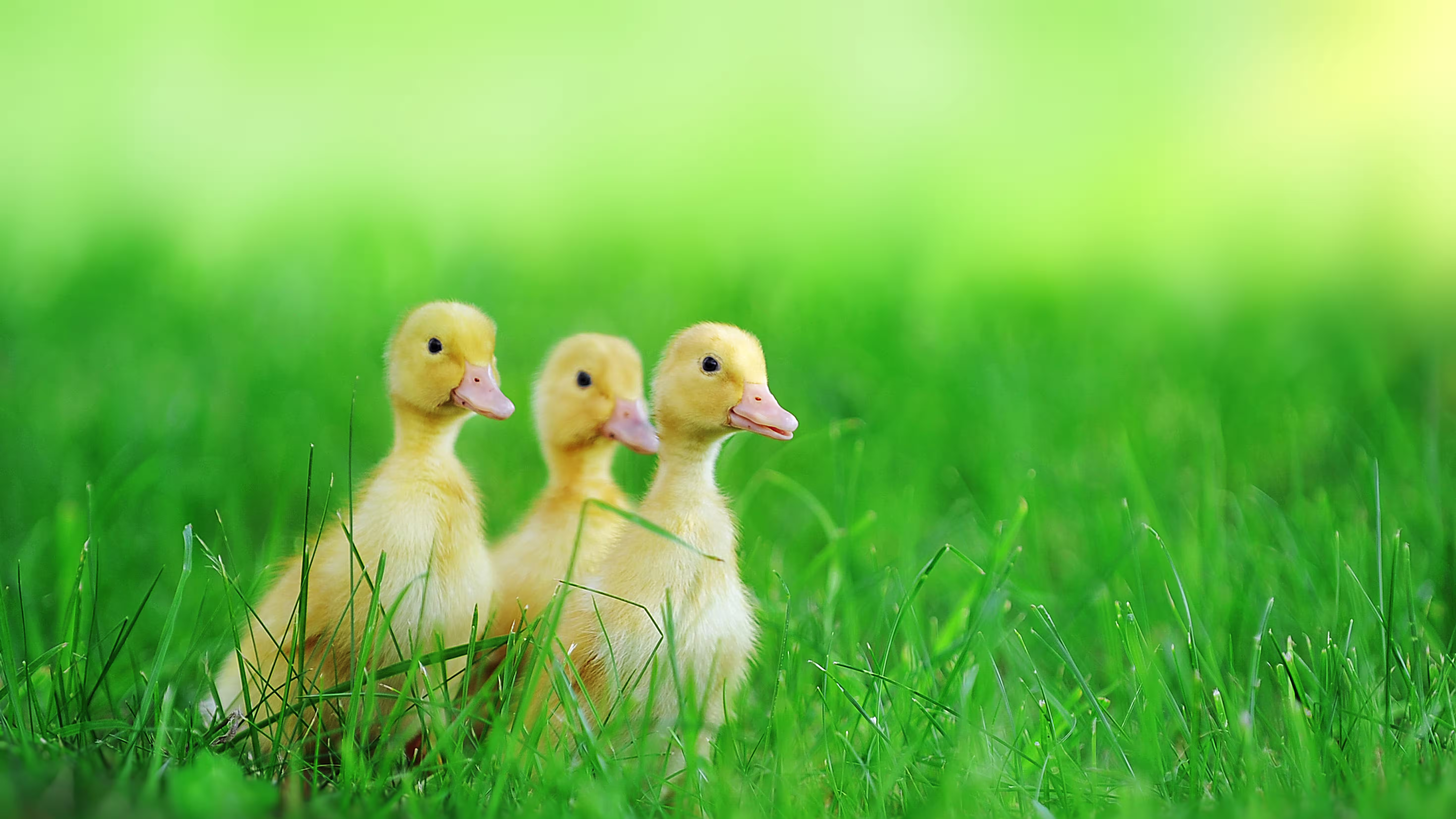 Our Hen House podcast features image