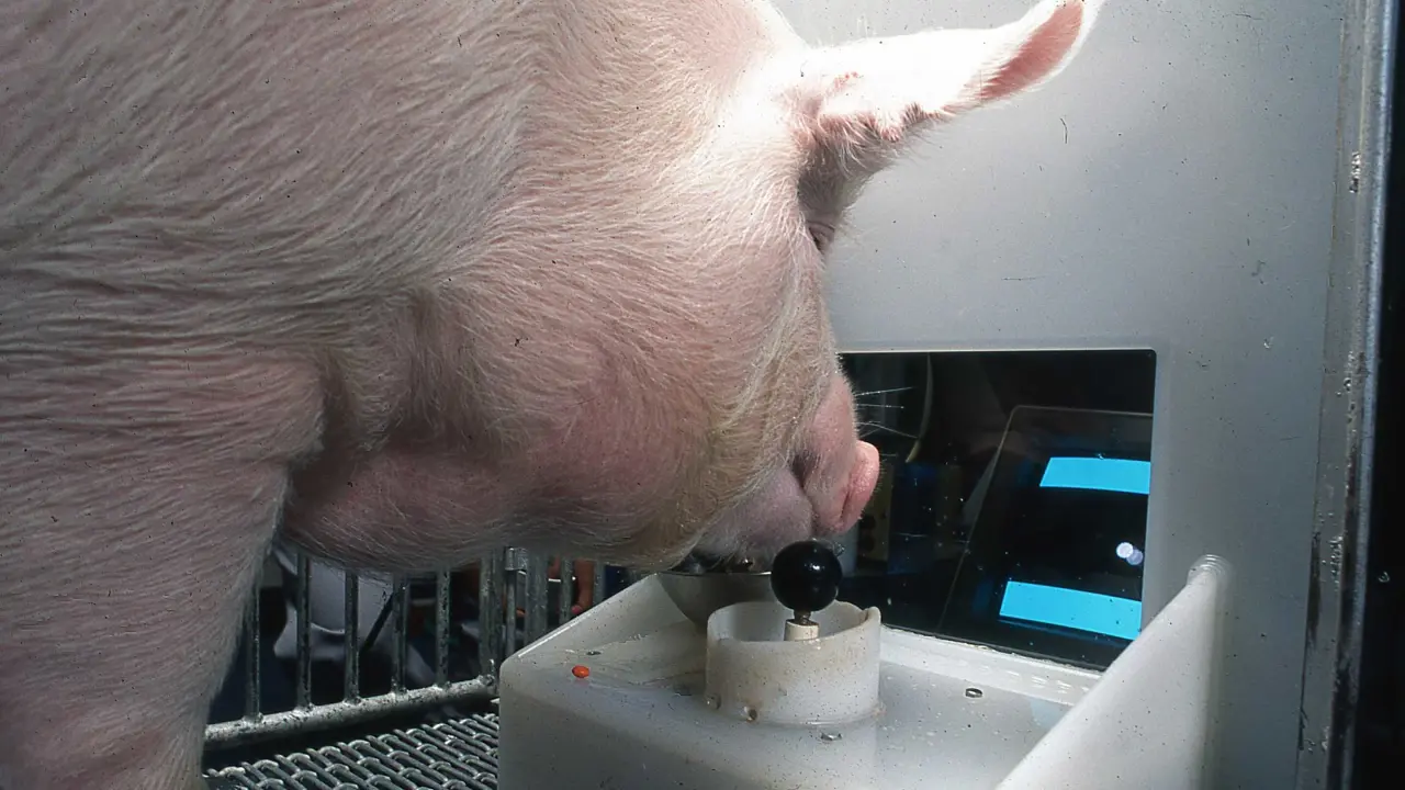 Pig Intelligence: Are Pigs as Intelligent as Dogs?