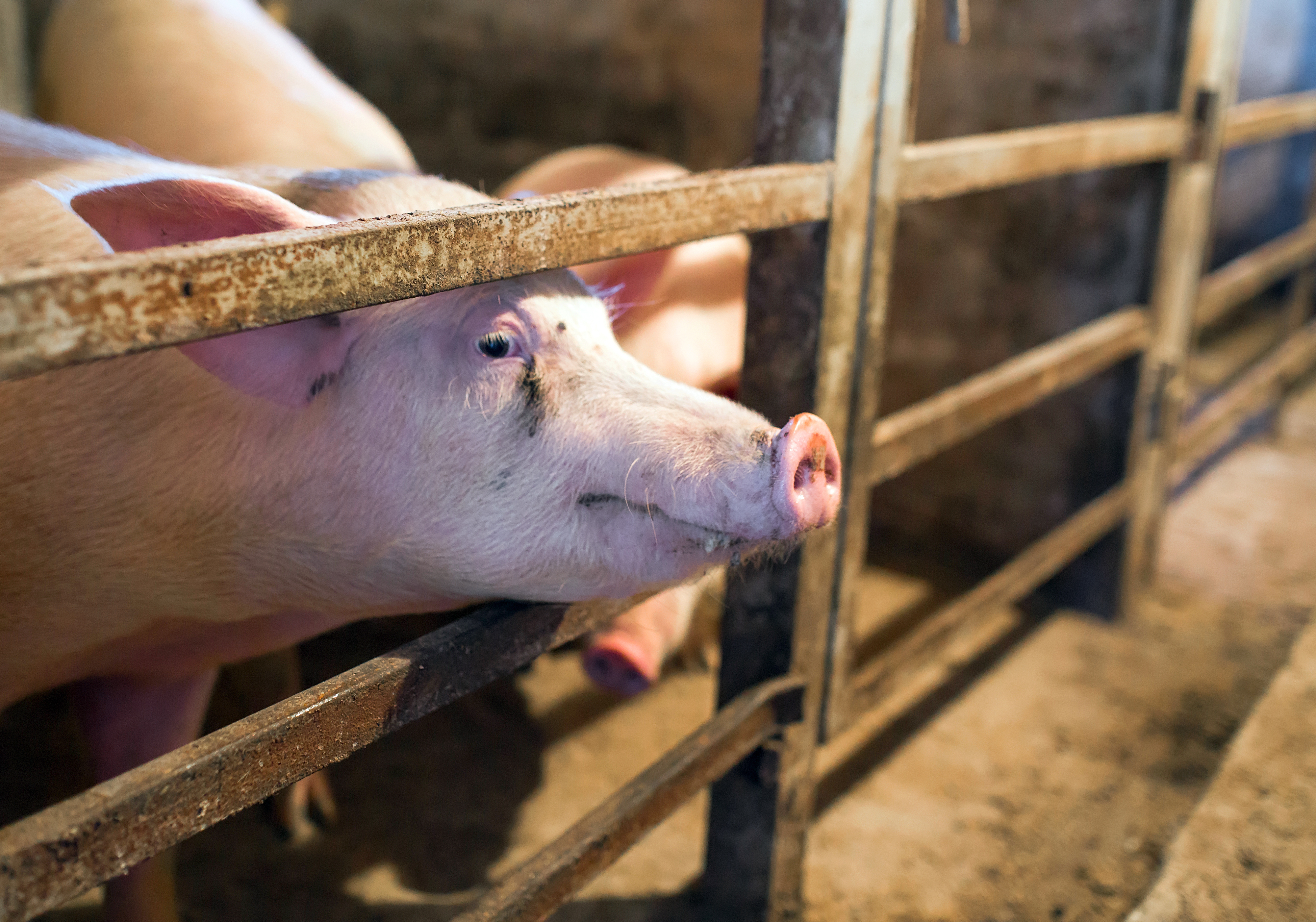 Pig suffering in a factory farm.