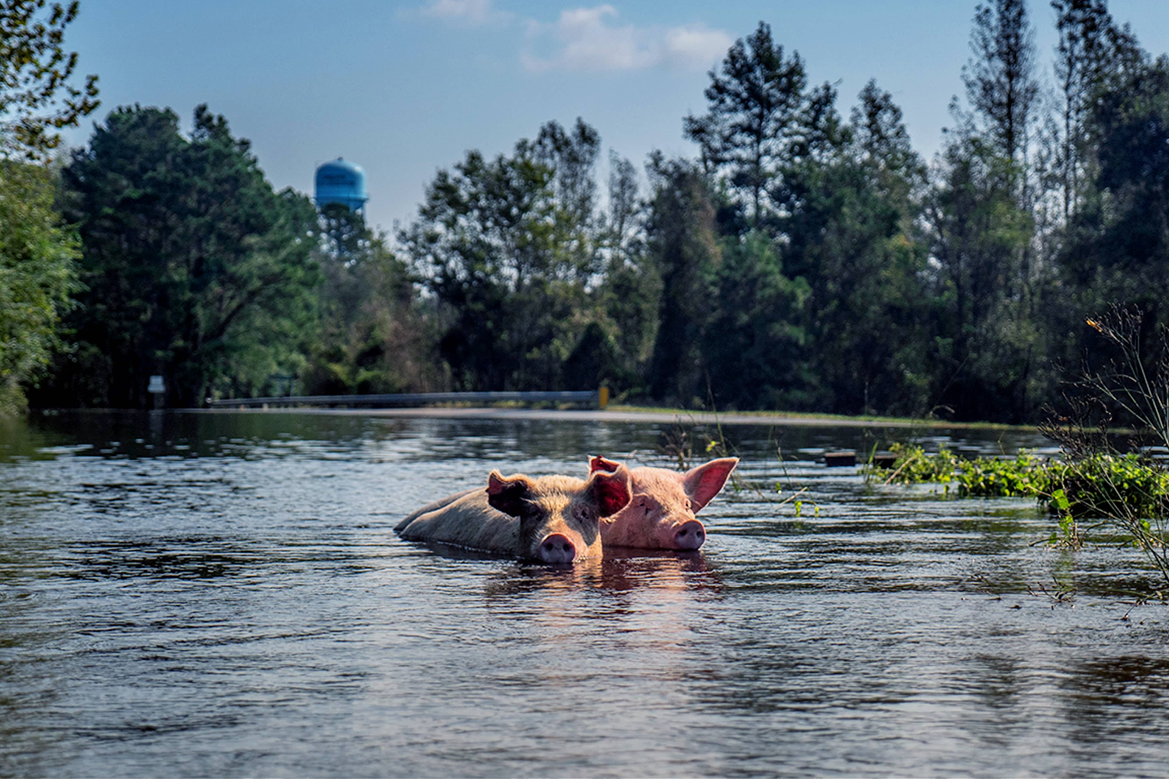 NC-floods-kelly-guerin-WA-pigs-swimming-animal-cruelty