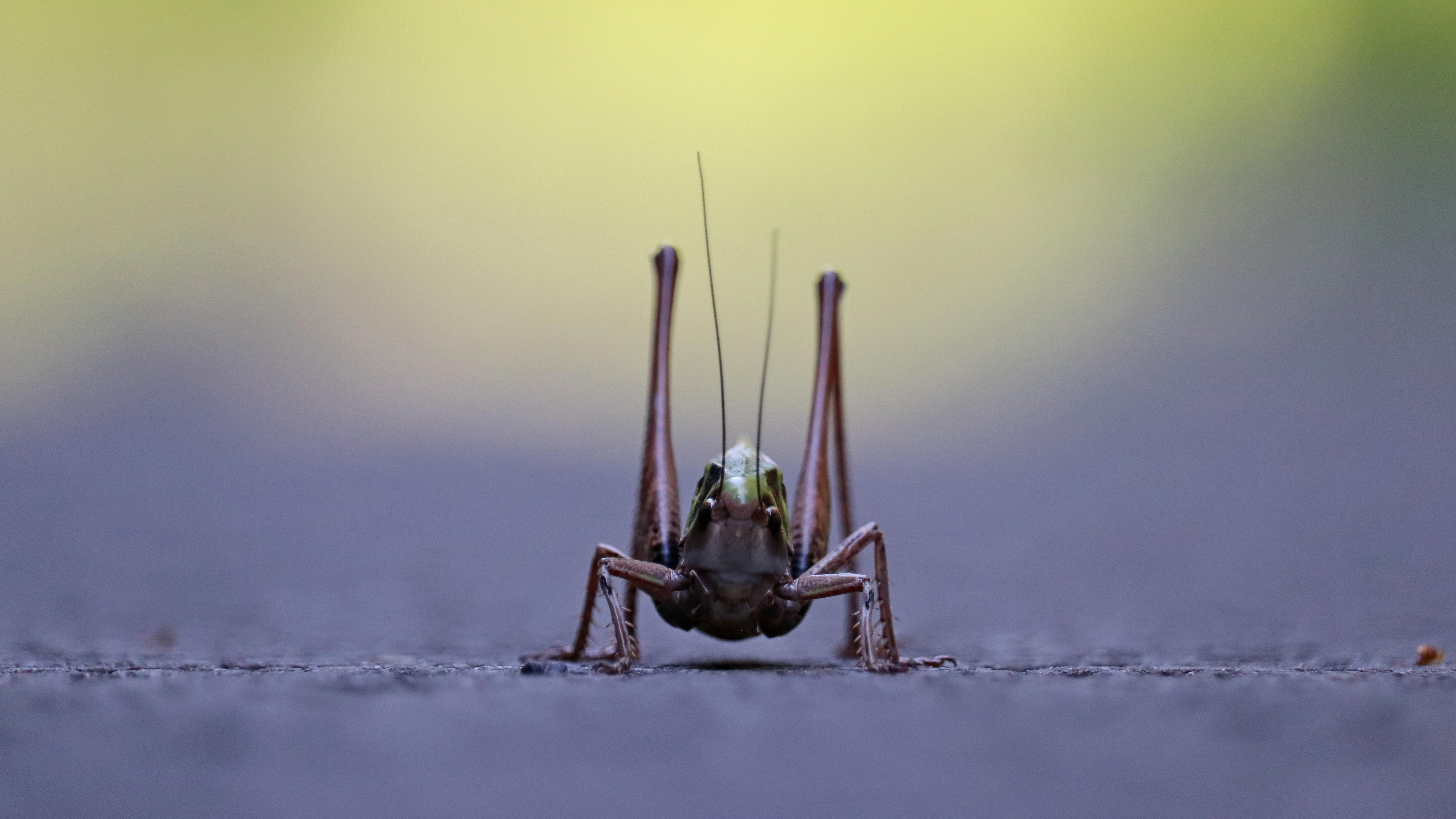 Cricket insect
