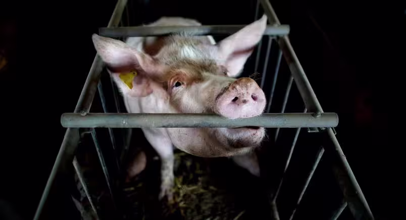 Pig in a gestation crate in a dark room looking up at the camera and biting the cage.
