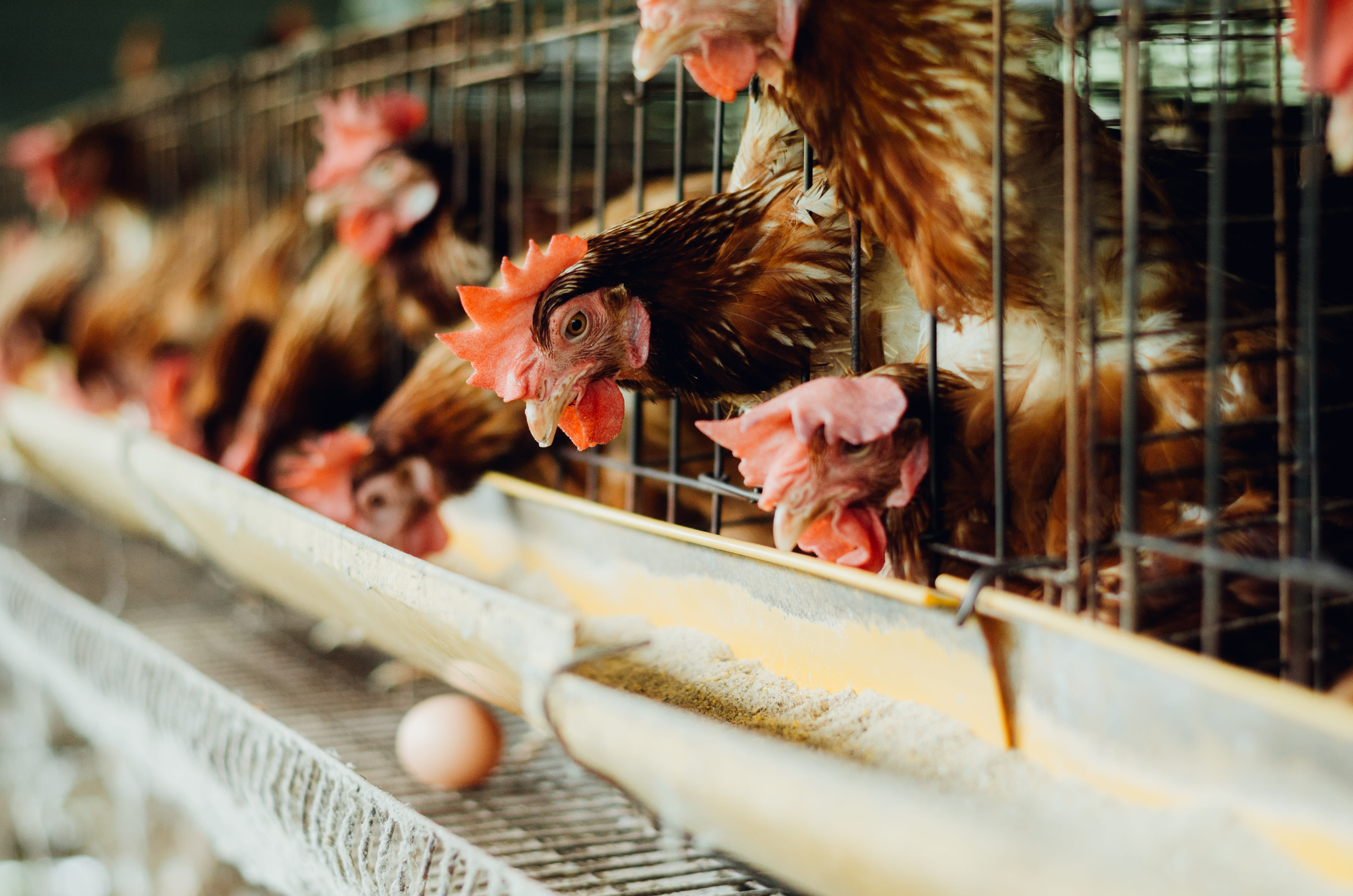 Egg-laying hens in a typical factory farm cage environment. 