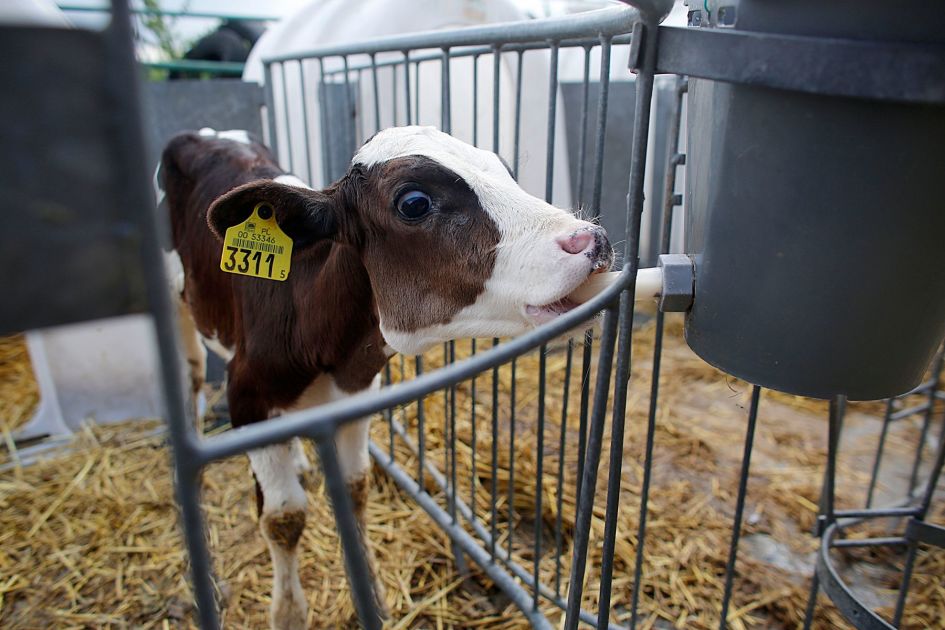 Is Calf Weaning Animal Cruelty?