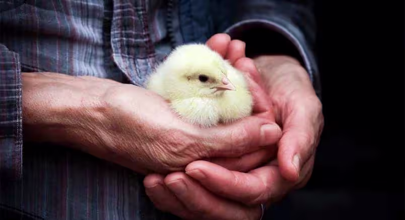 Chick in hands