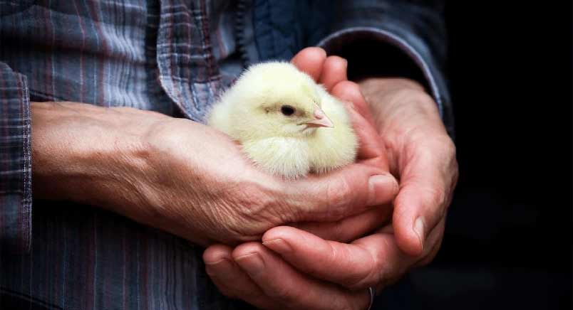 Chick in hands