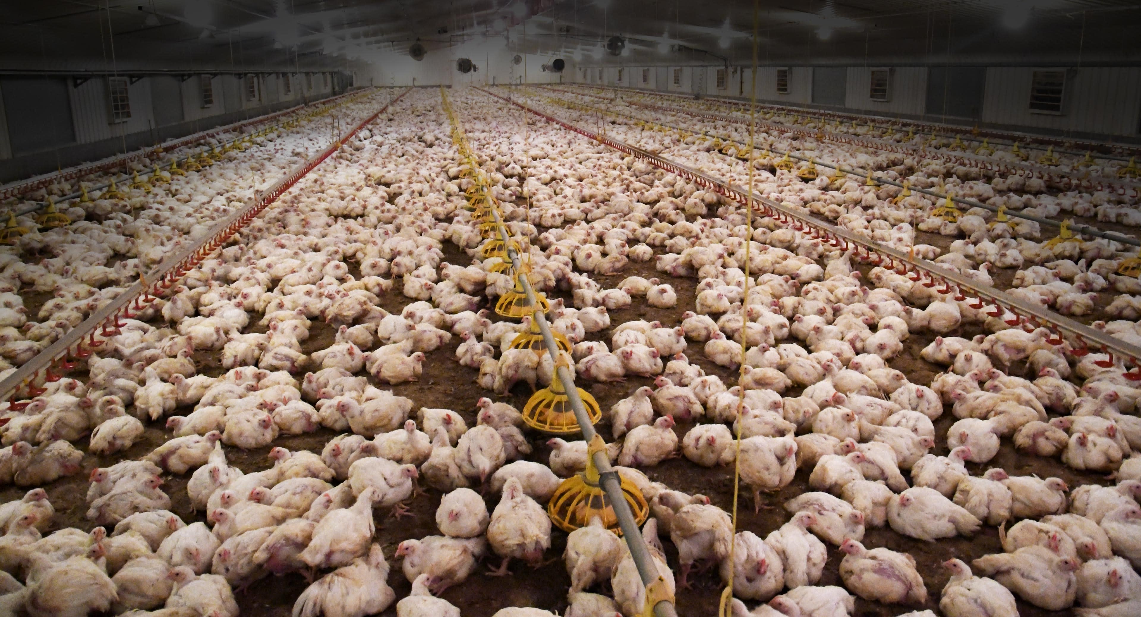 chicken factory farm