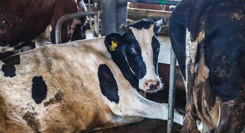 Cow lying down in factory farm