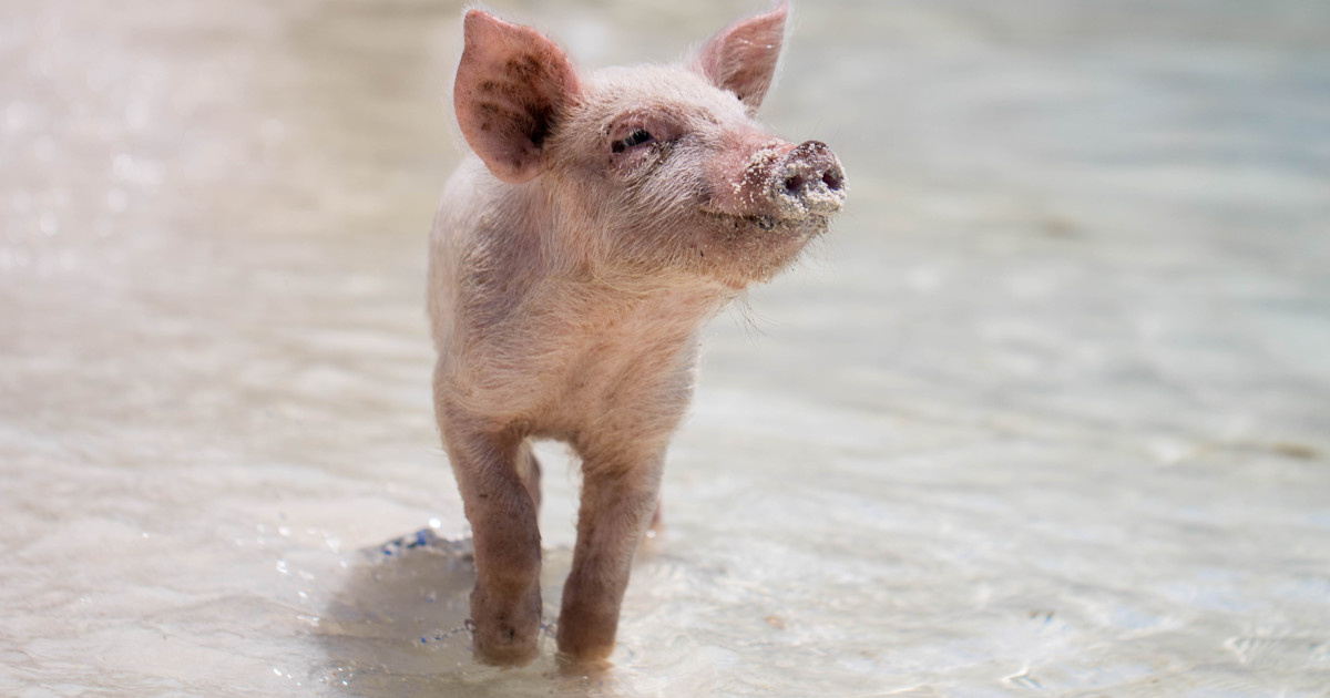 Why Are Pigs Clean Animals