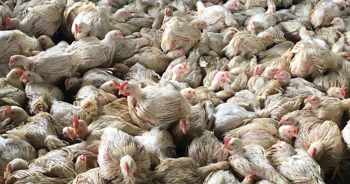 How Many Chickens Are in the World and the US? 2023